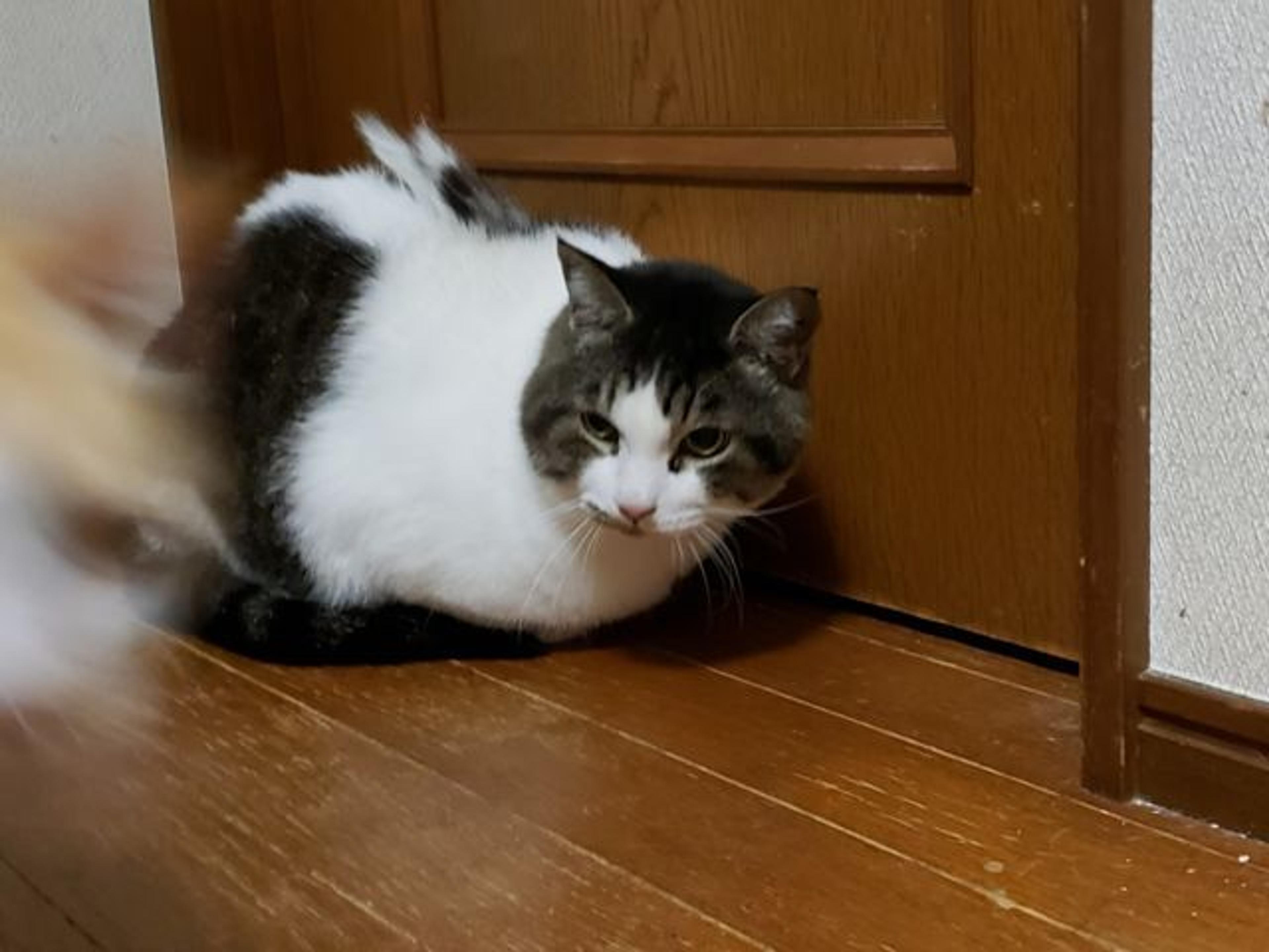 pet-image-3