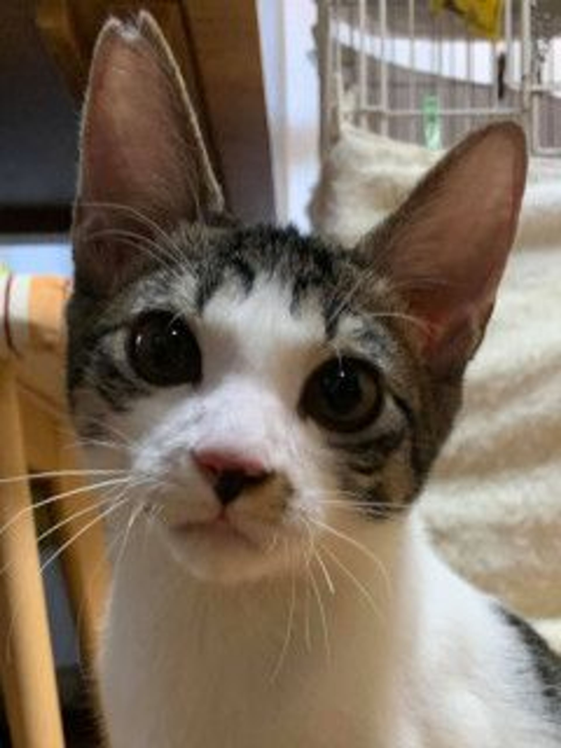 雑種（ミックス猫）・オスの里親募集の写真