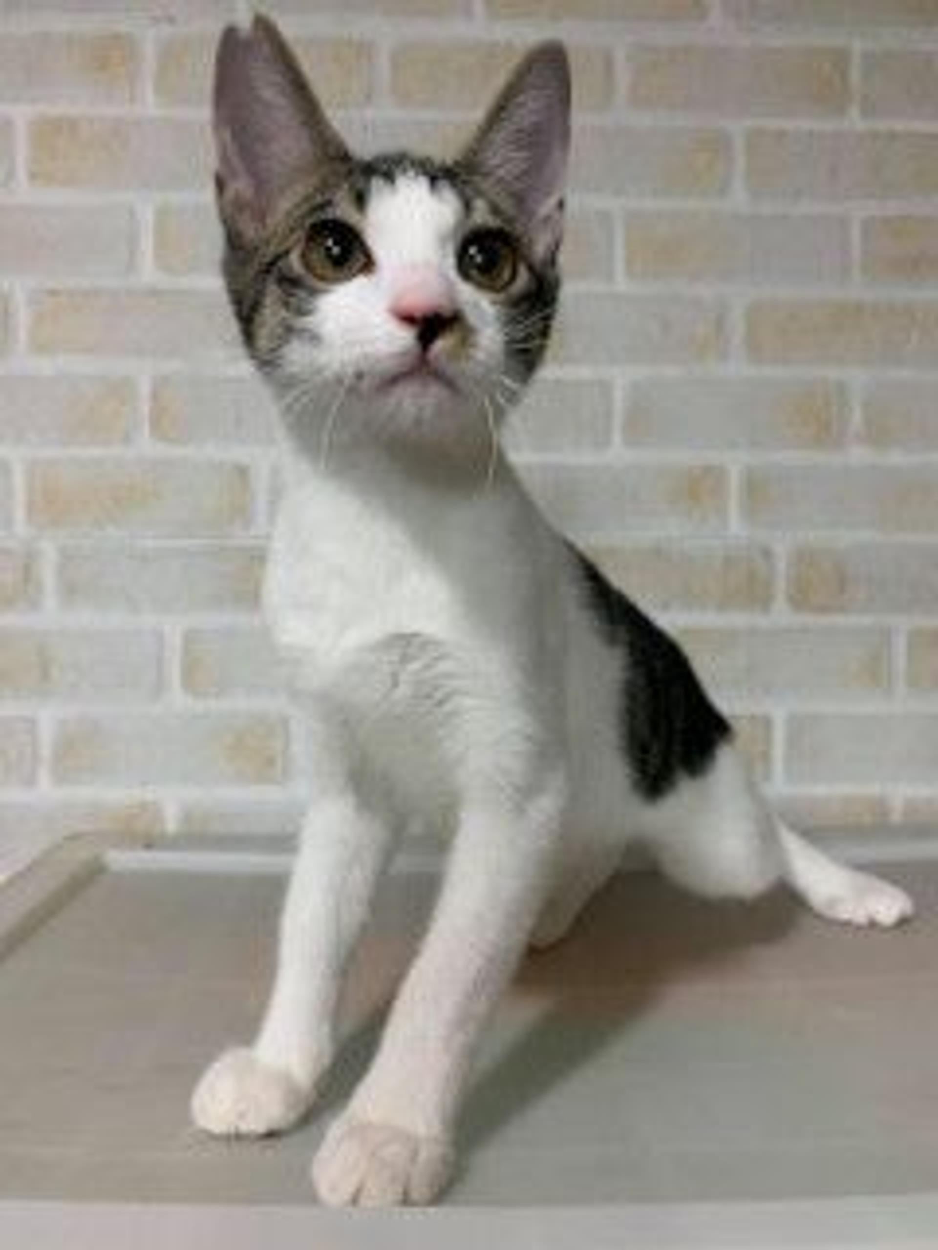 pet-image-3