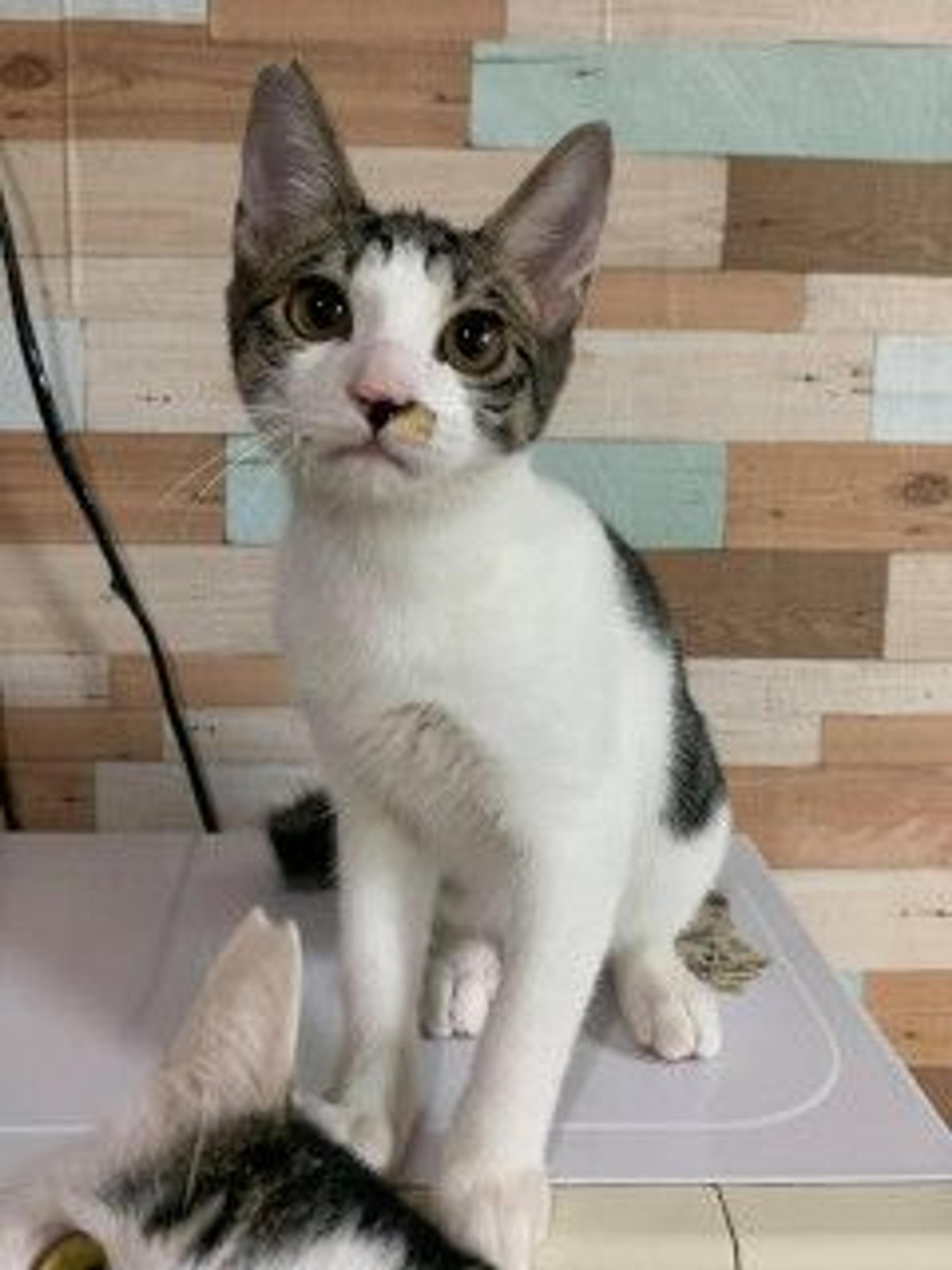 pet-image-4