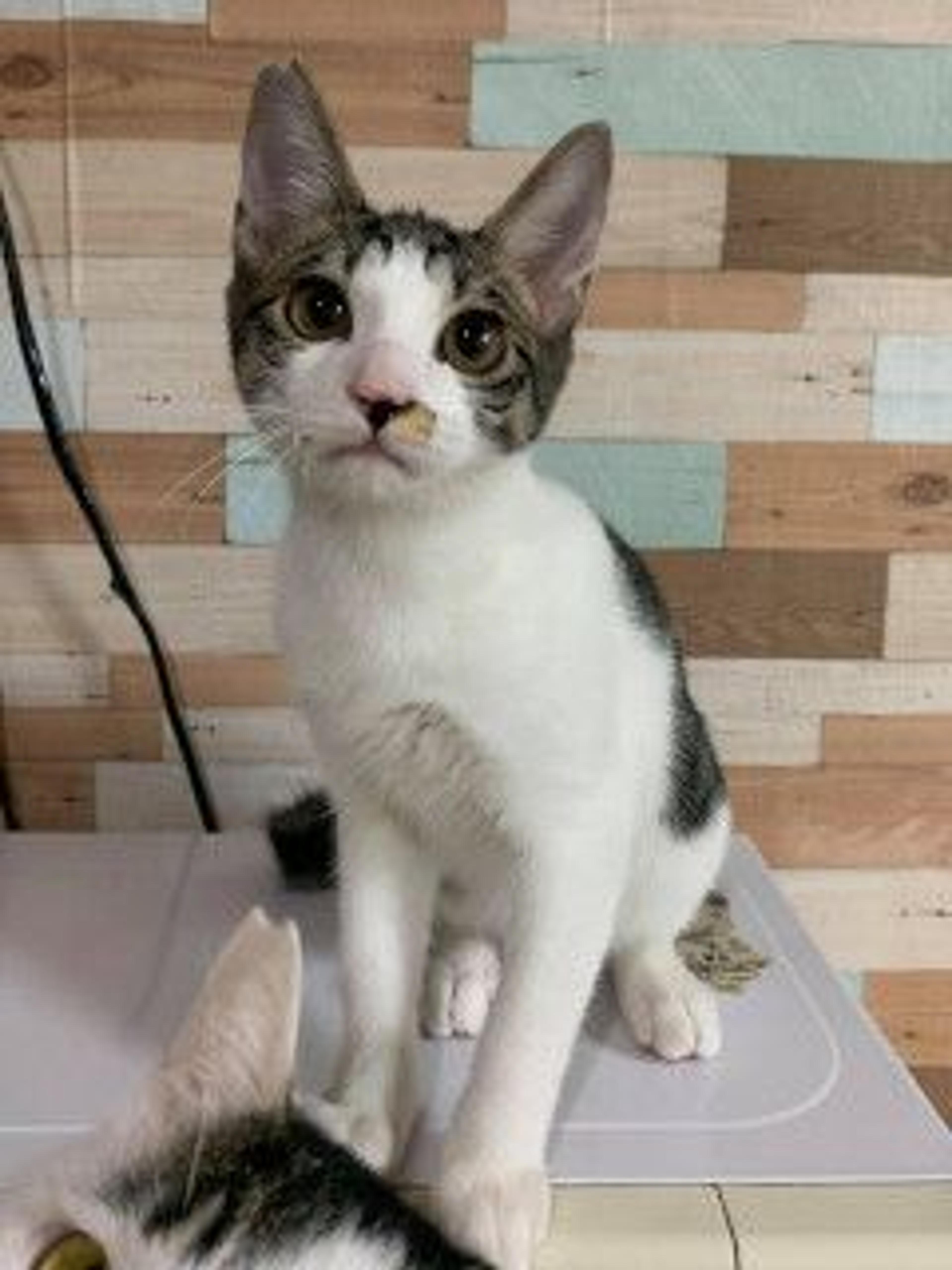 pet-image-4