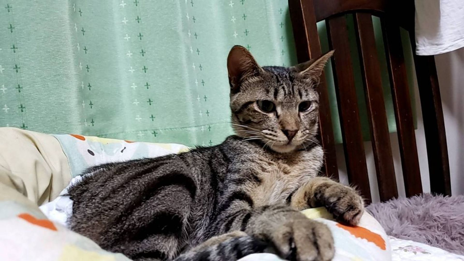 雑種（ミックス猫）・オスの里親募集の写真