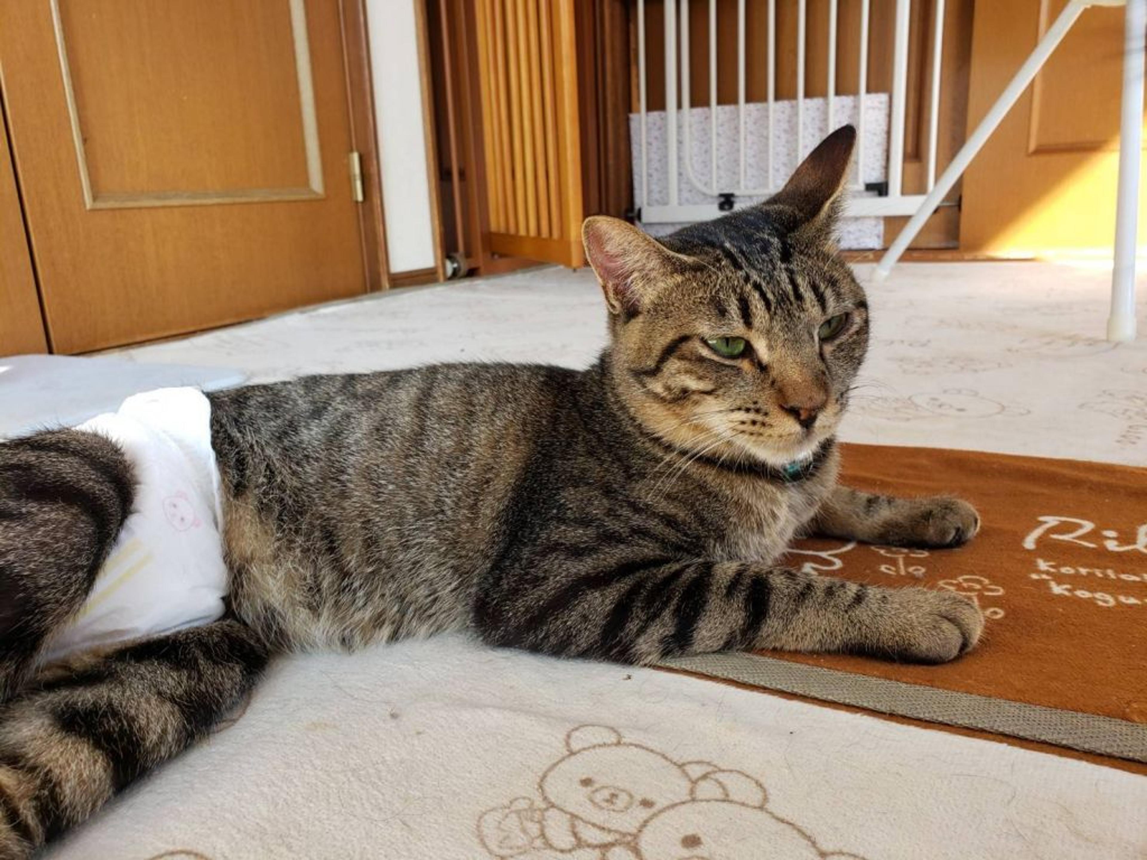 pet-image-2