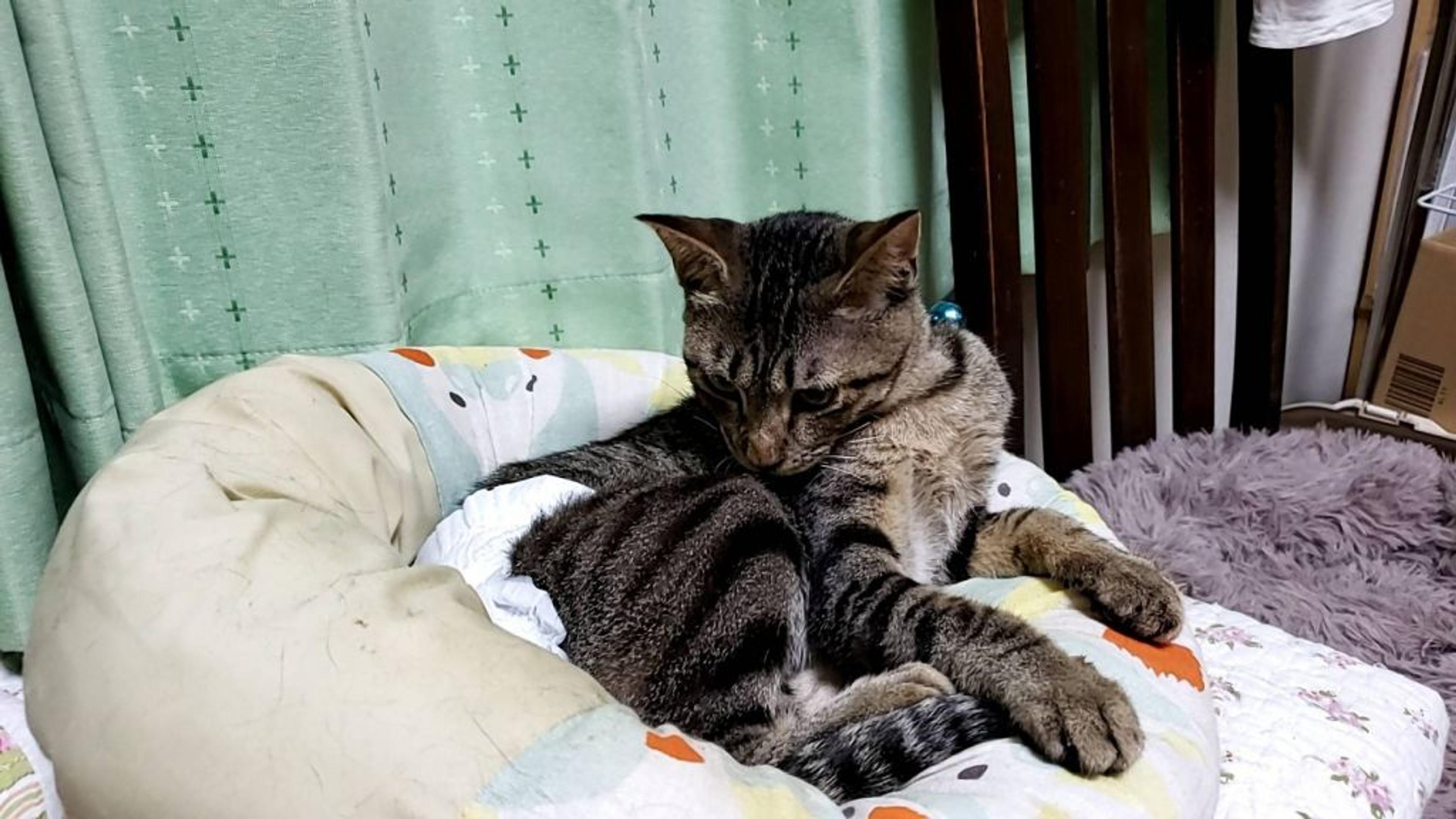 pet-image-3