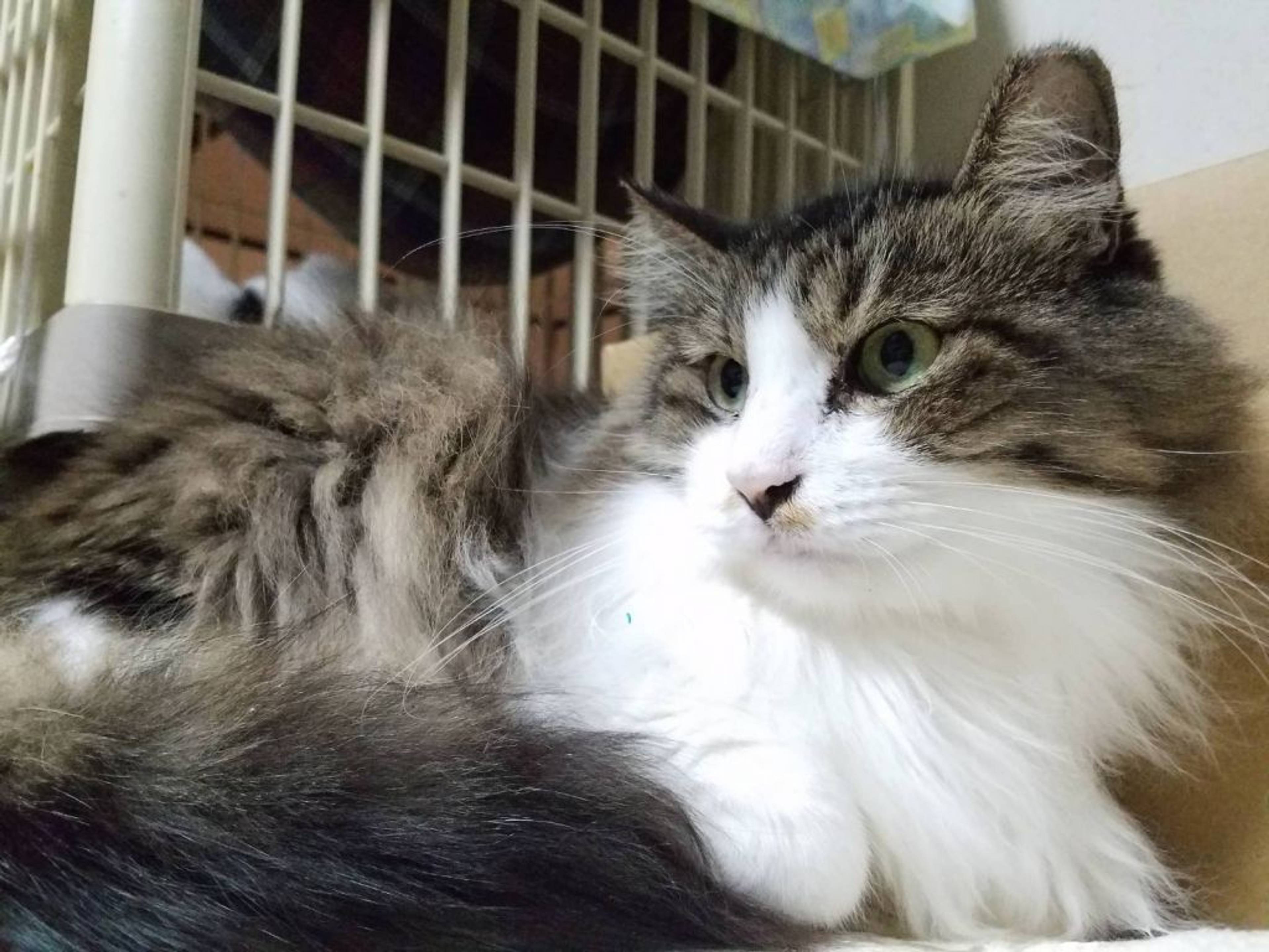 雑種（ミックス猫）・オスの里親募集の写真