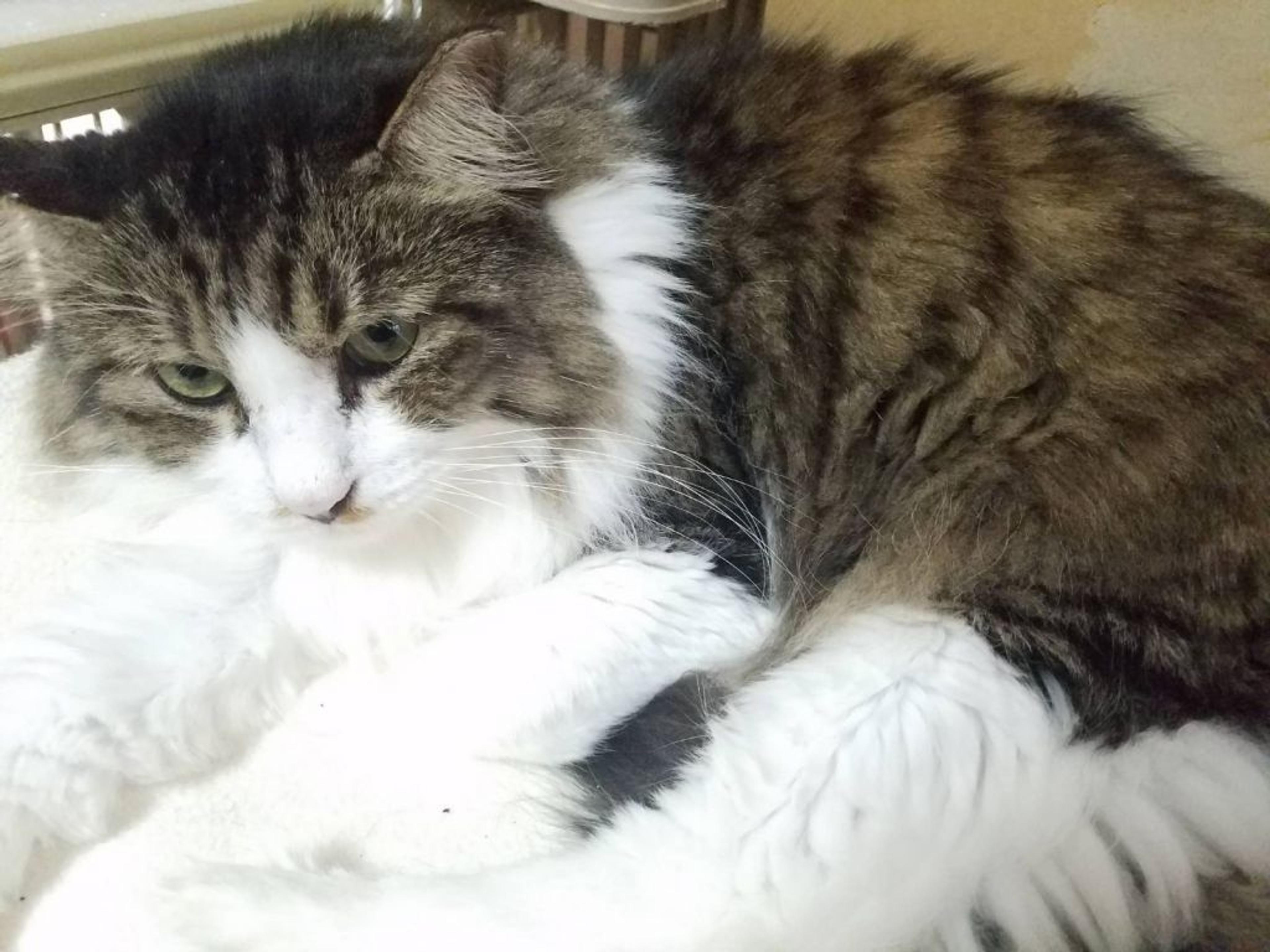 pet-image-2