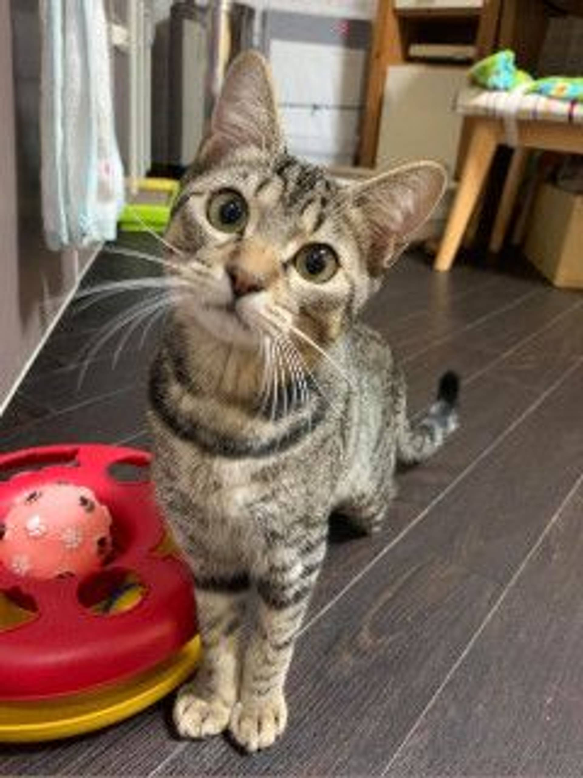 雑種（ミックス猫）・オスの里親募集の写真