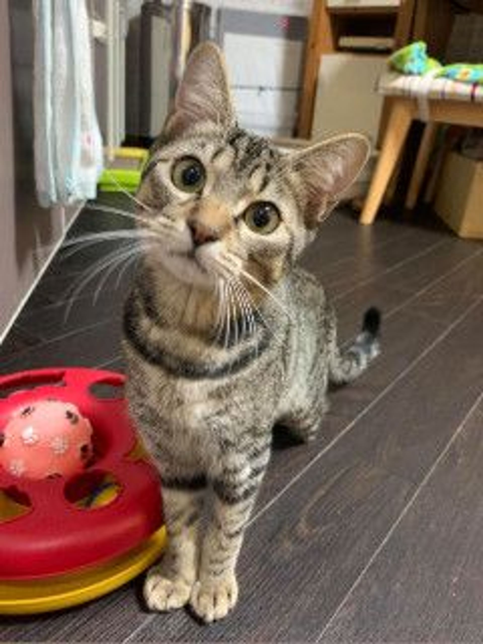 雑種（ミックス猫）・オスの里親募集の写真