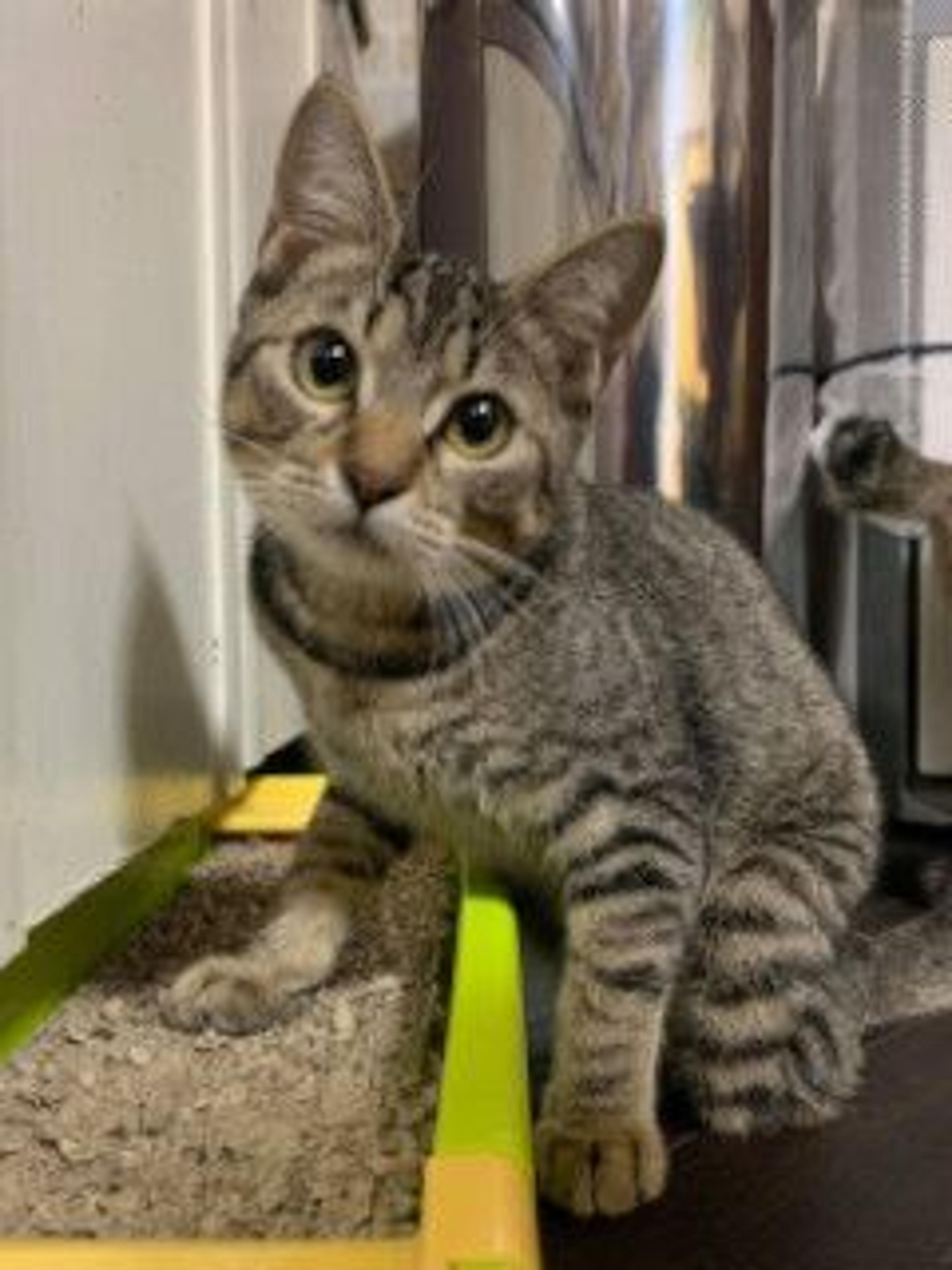 pet-image-6