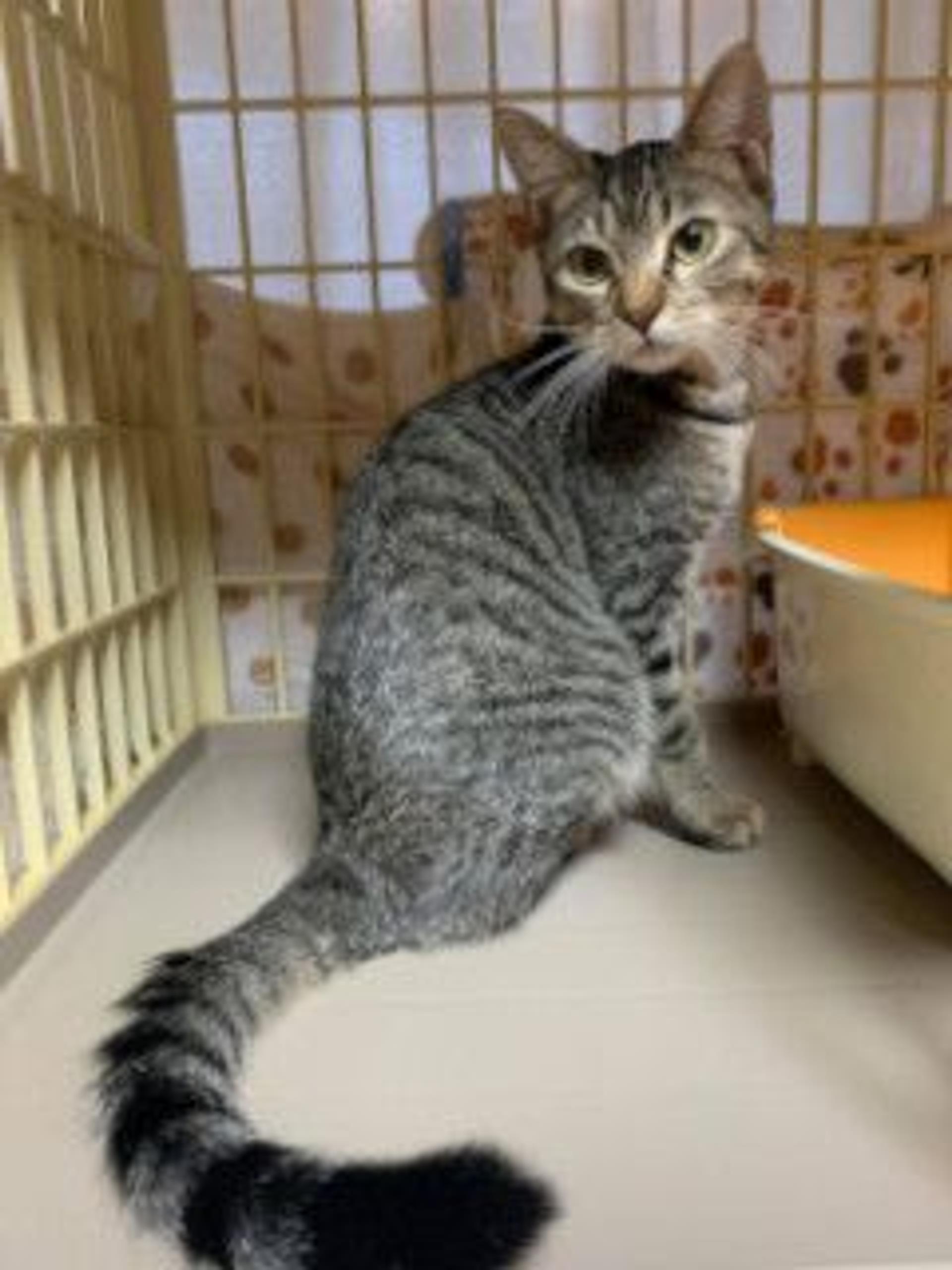 pet-image-8