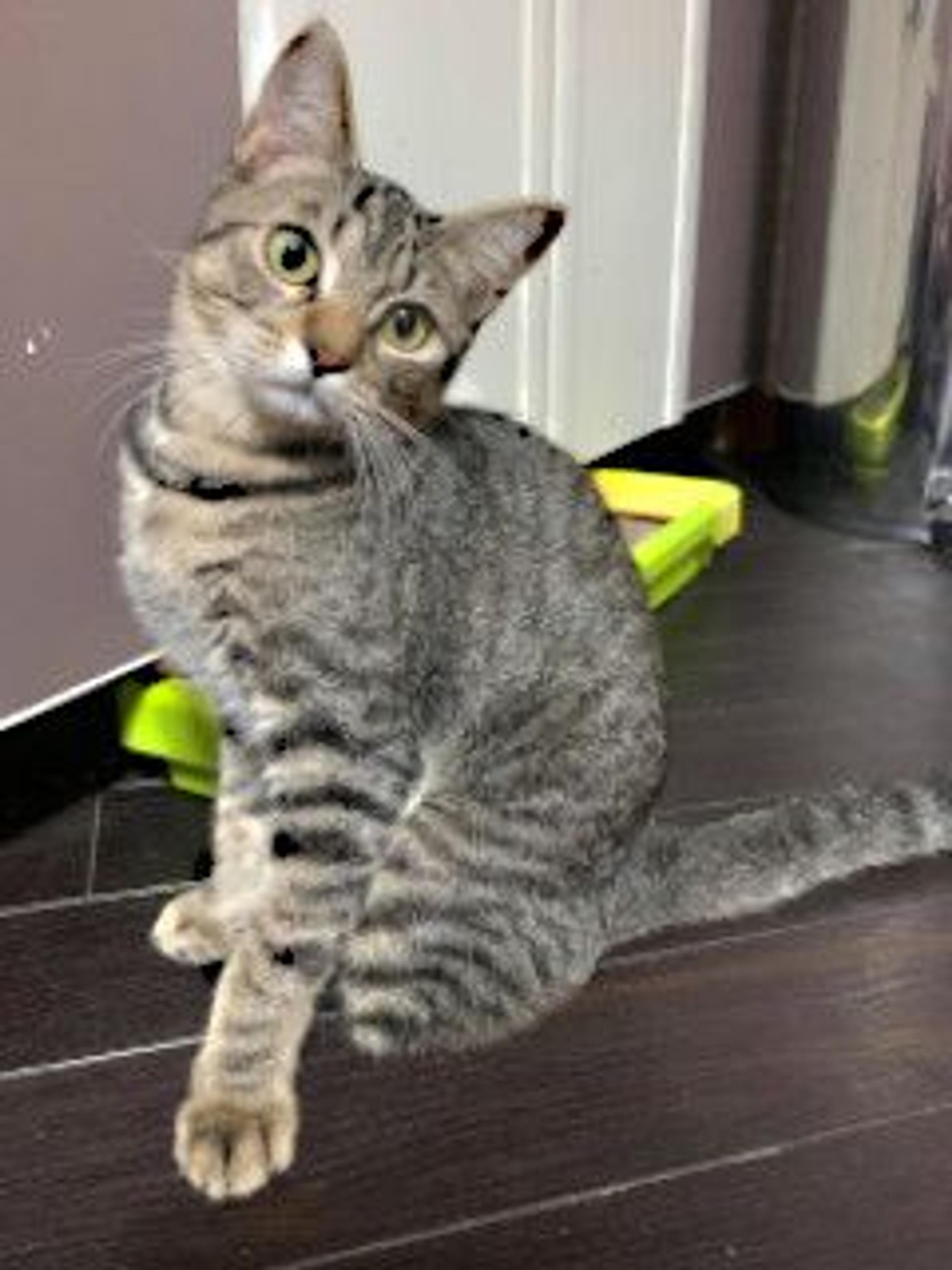 pet-image-9