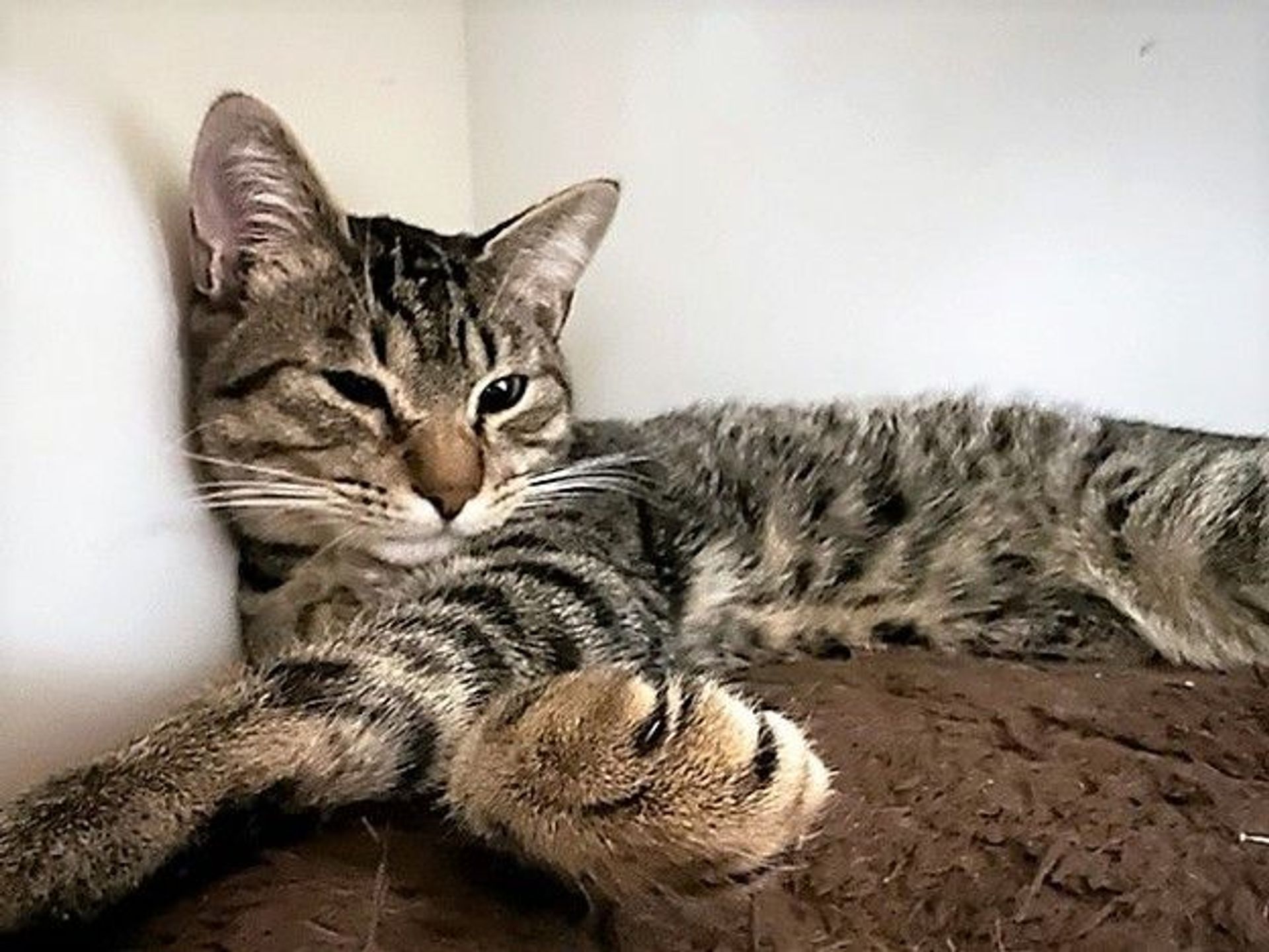 雑種（ミックス猫）・オスの里親募集の写真