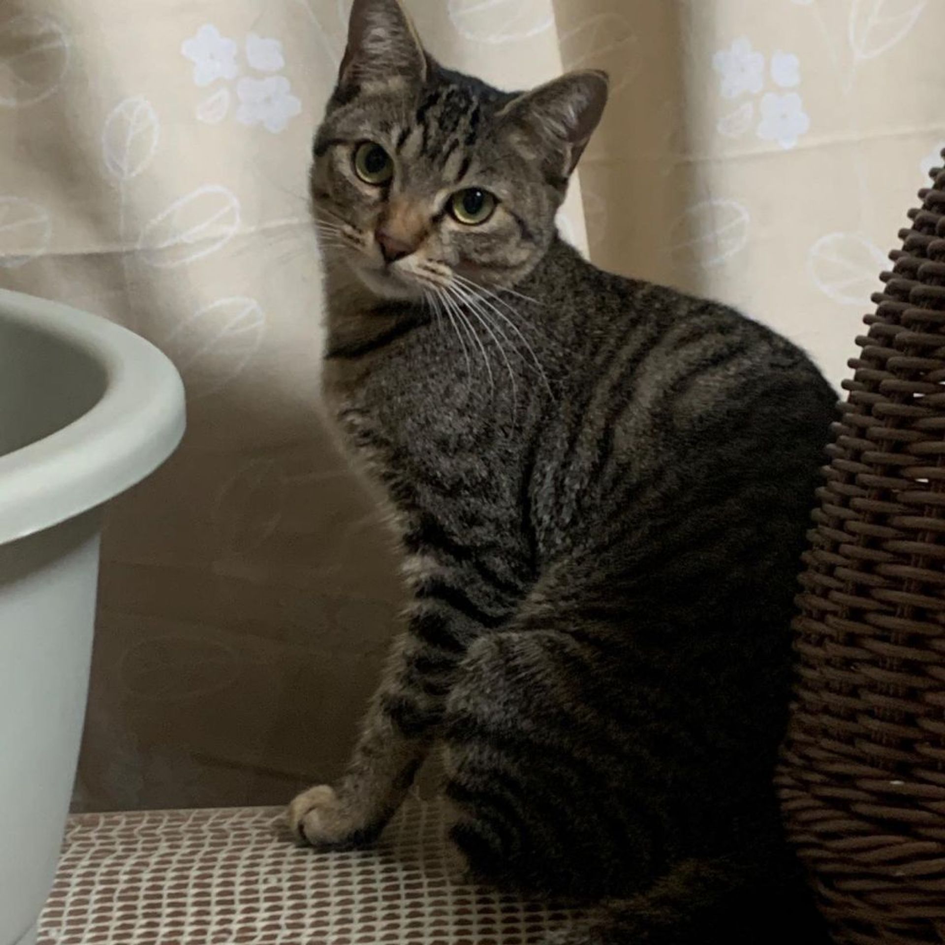 雑種（ミックス猫）・オスの里親募集の写真
