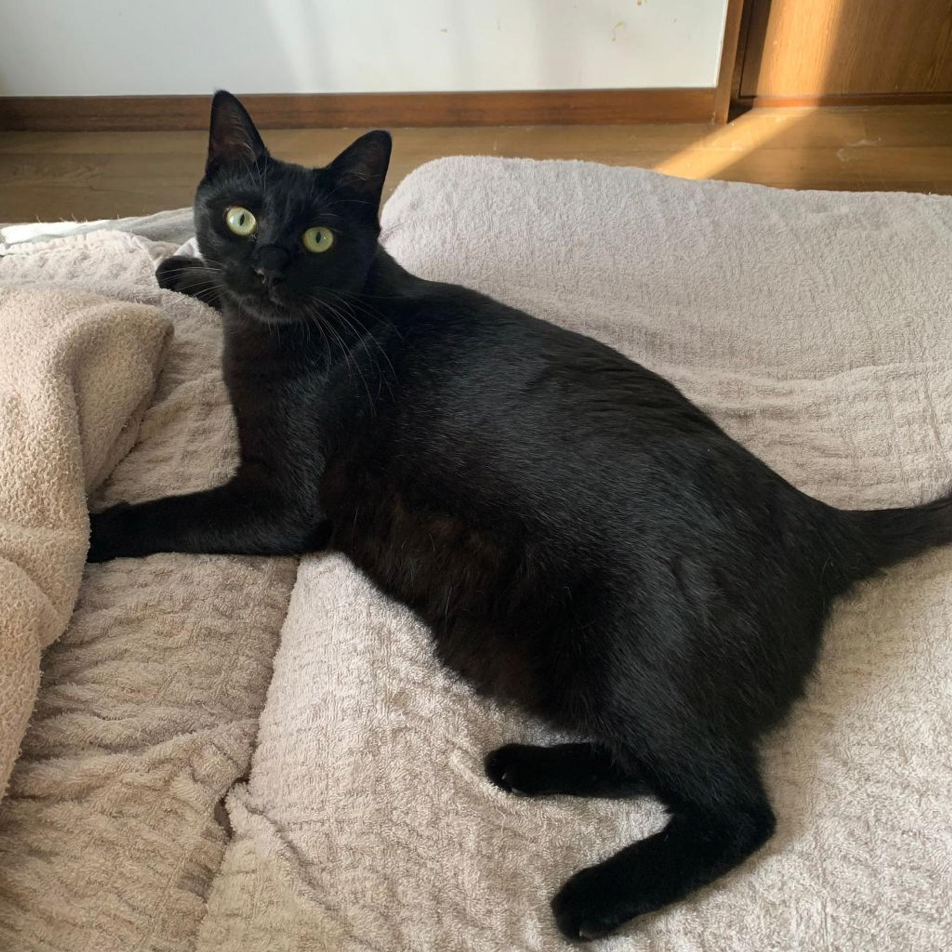 pet-image-2