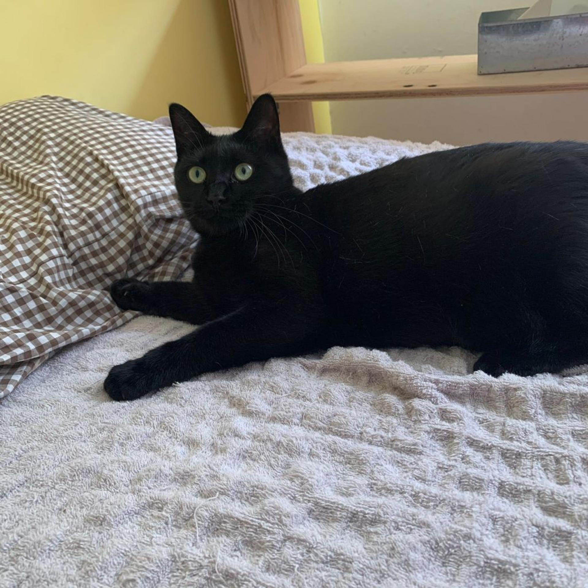 pet-image-4