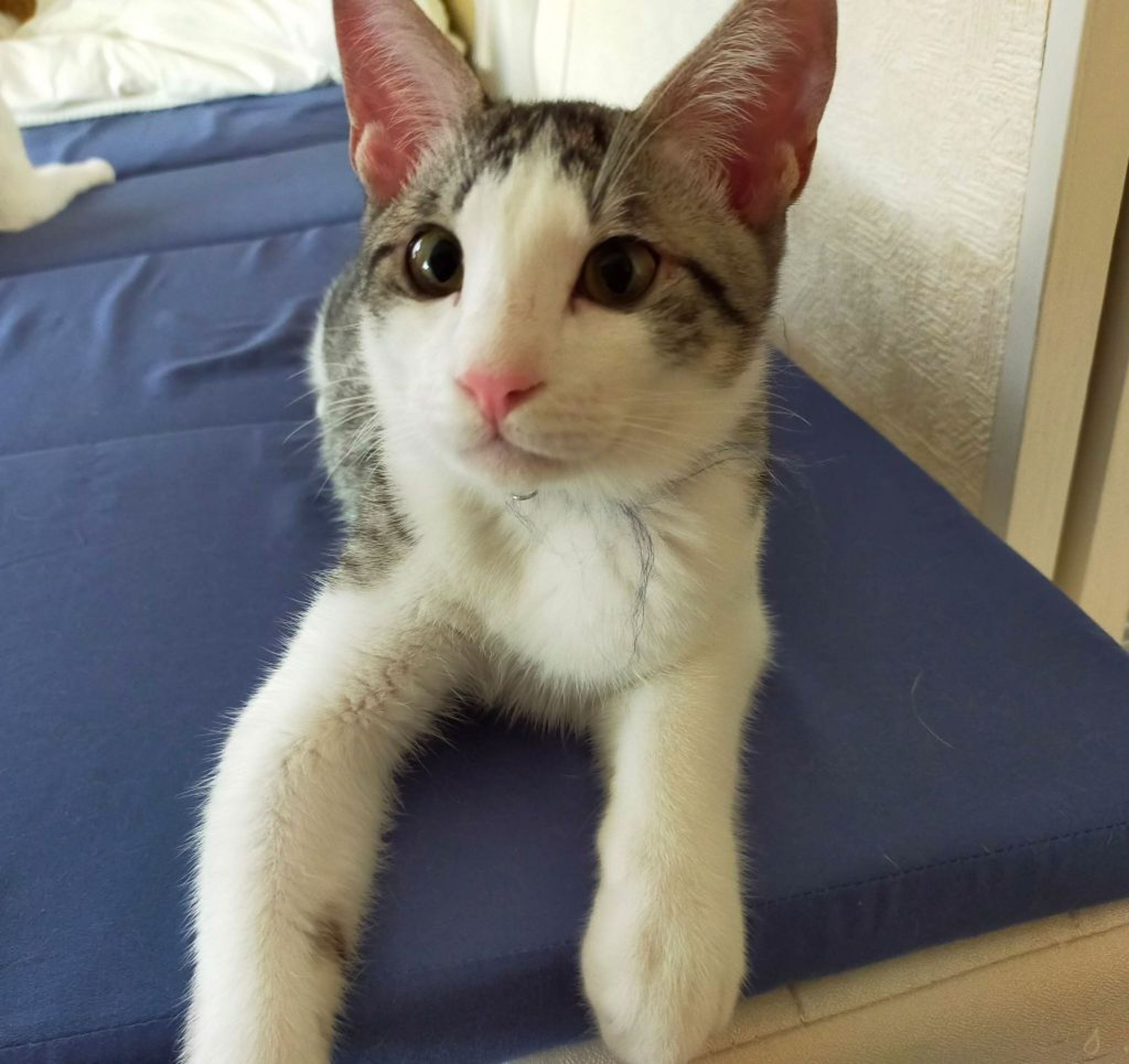 雑種（ミックス猫）・オスの里親募集の写真