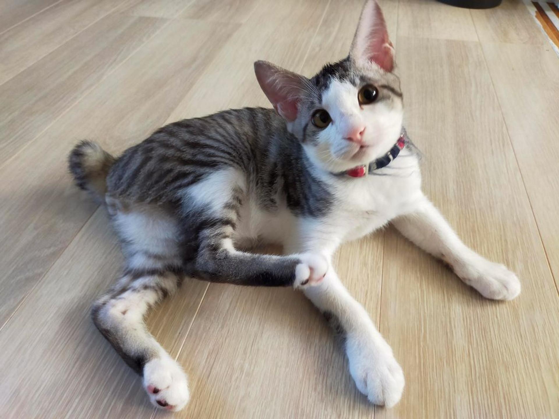 pet-image-2
