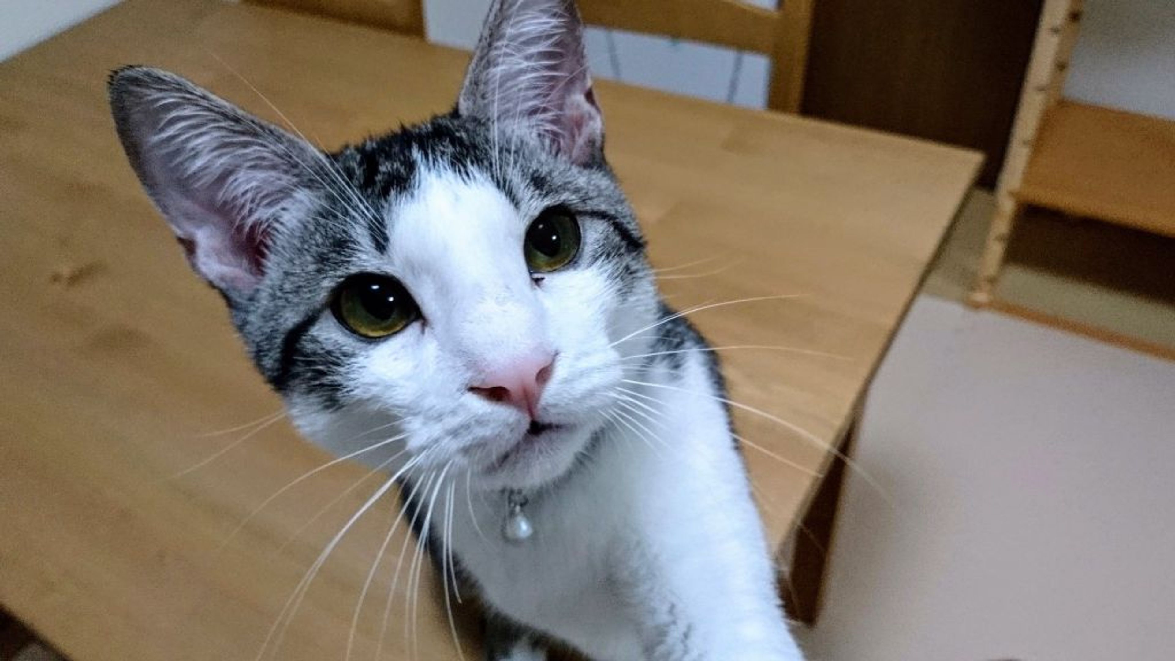pet-image-3