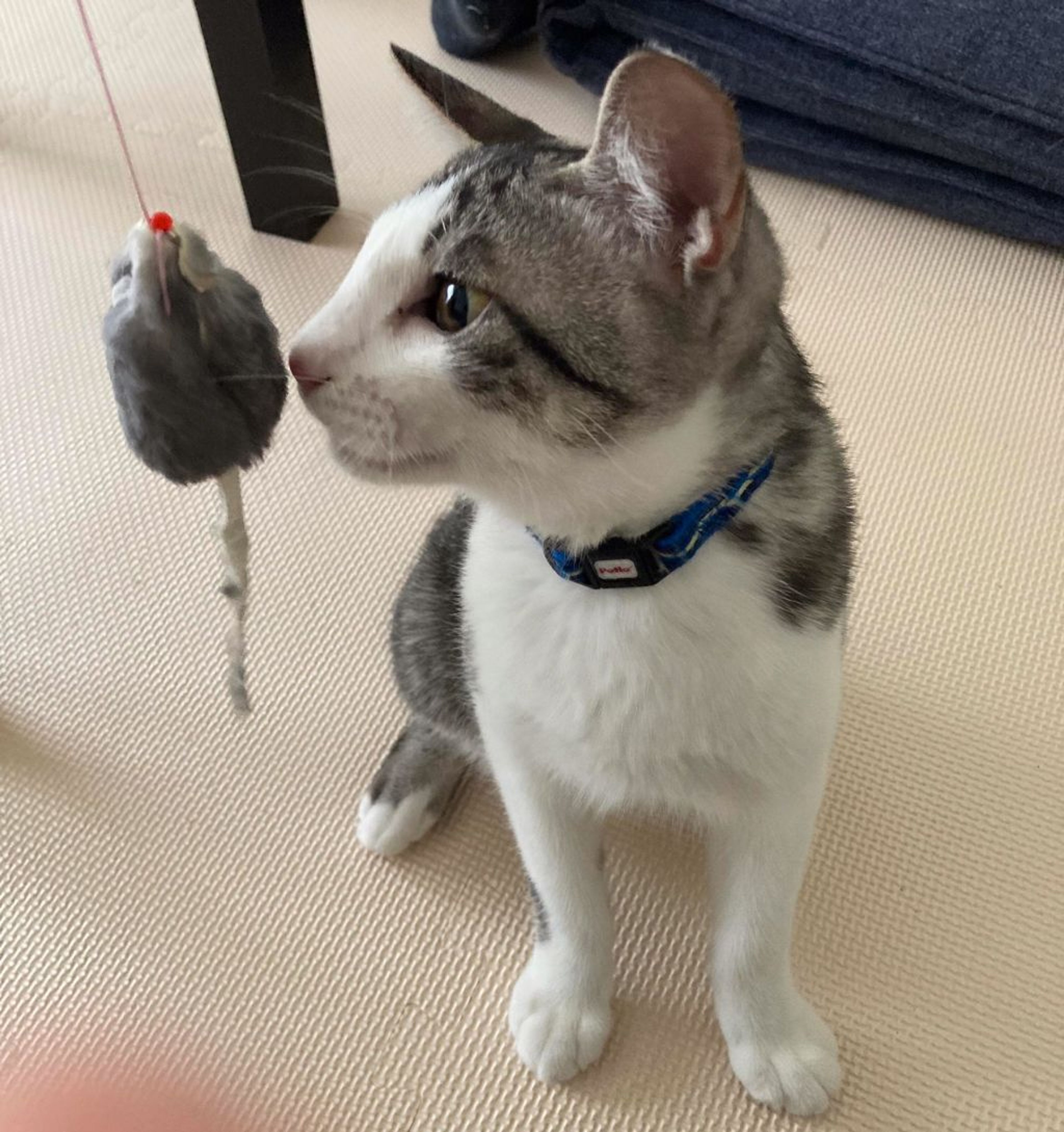 pet-image-4