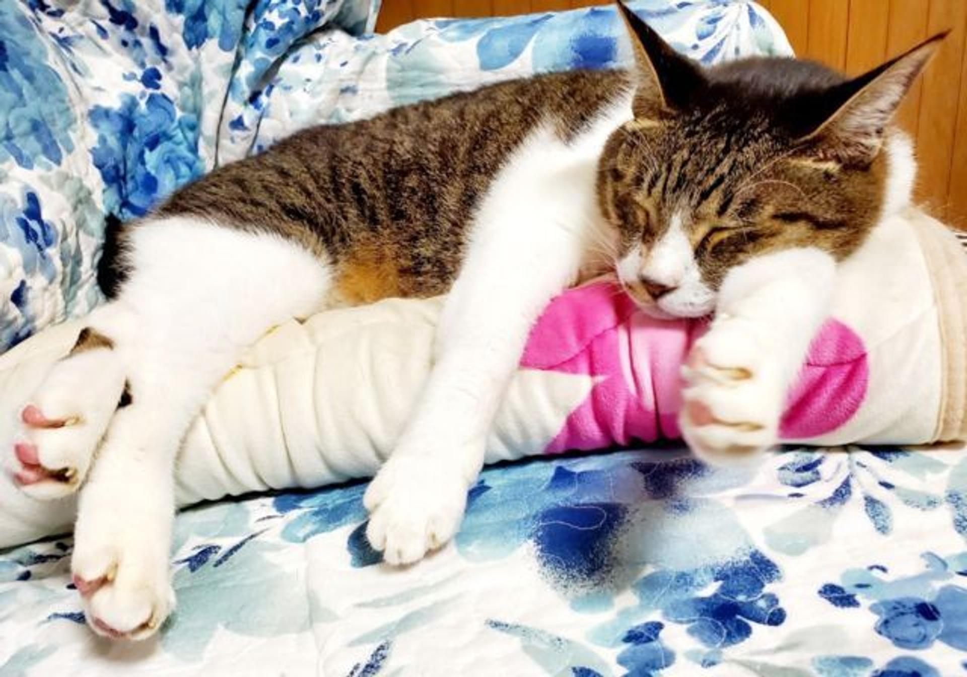 pet-image-2