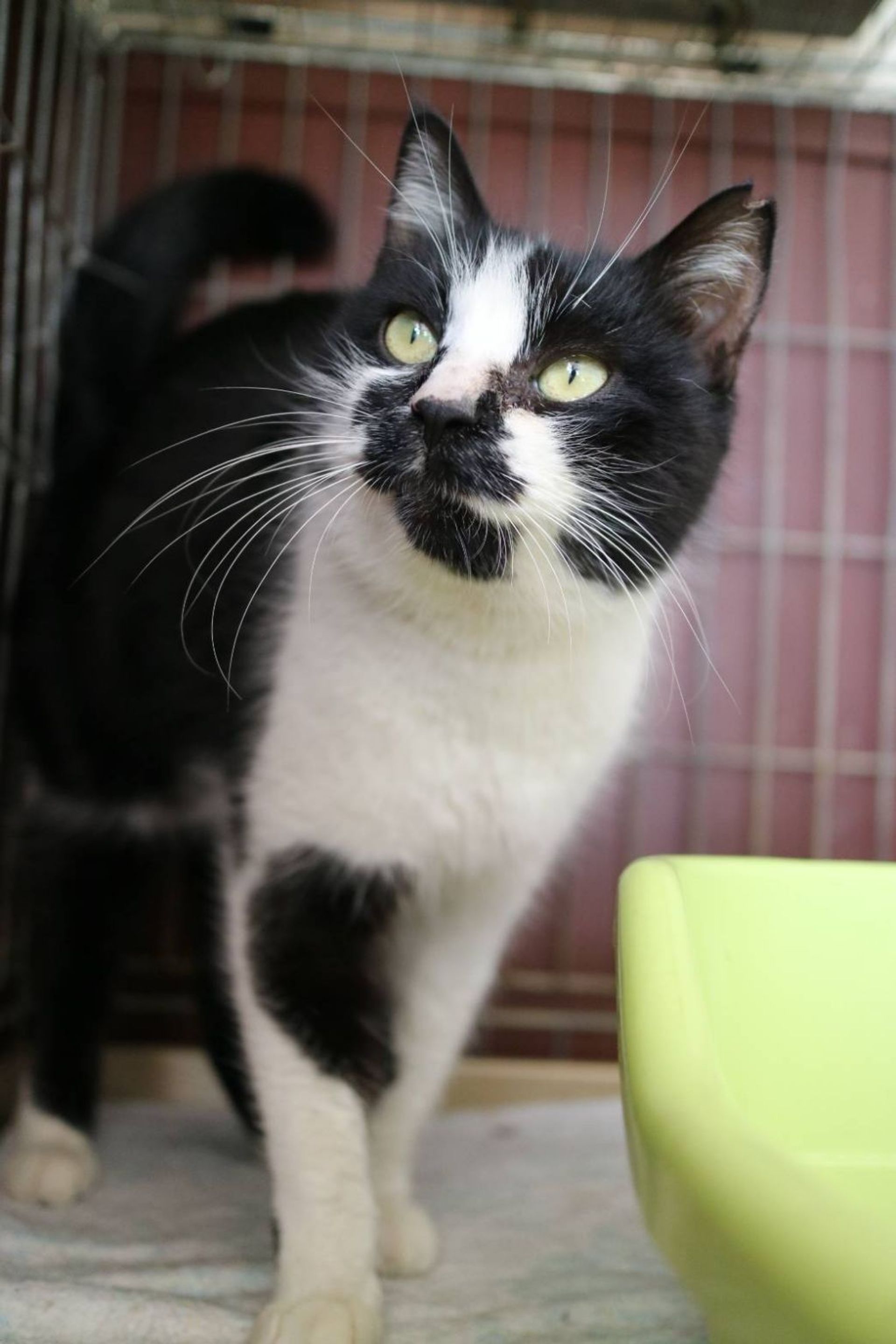 雑種（ミックス猫）・メスの里親募集の写真