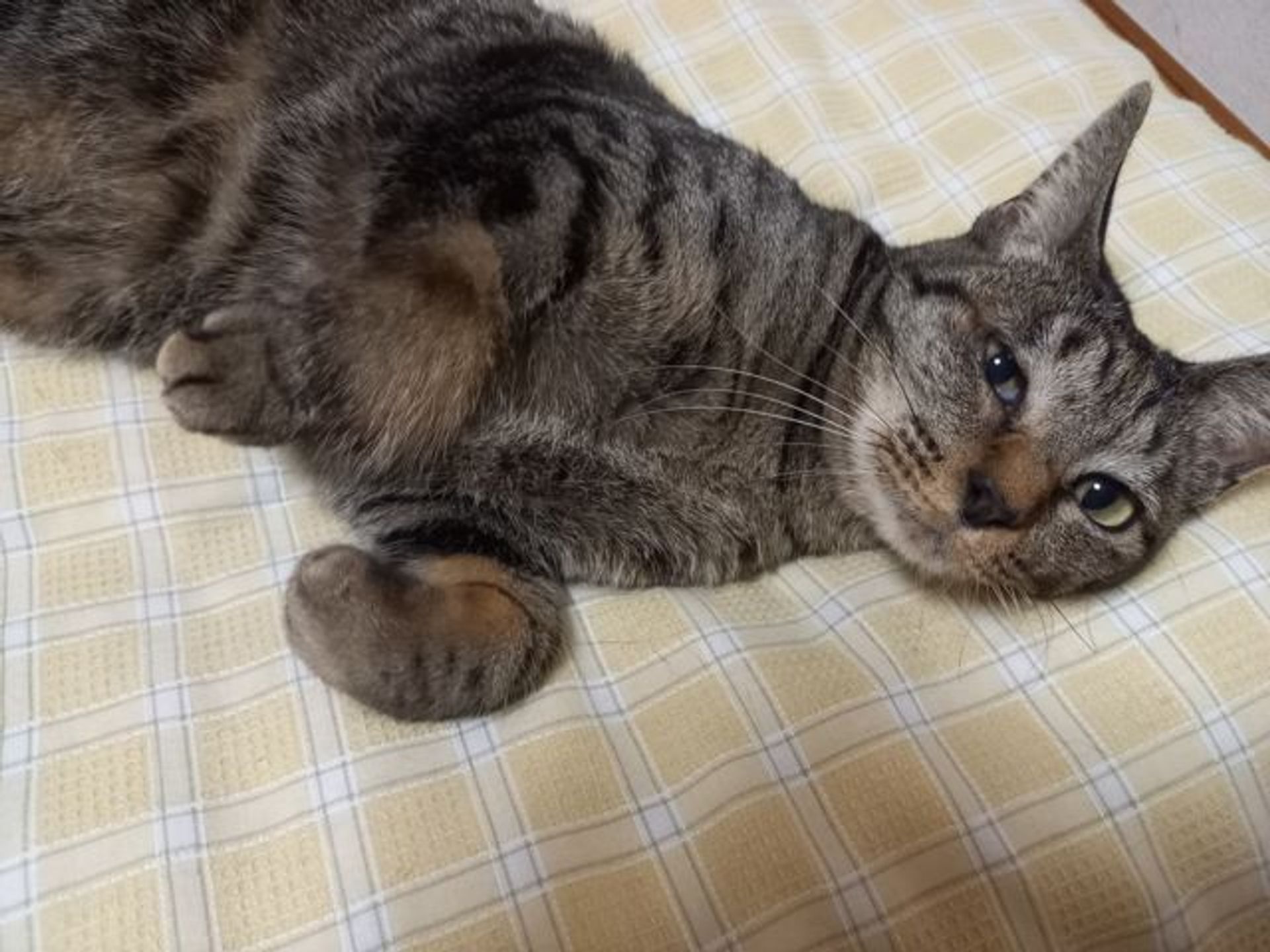 雑種（ミックス猫）・メスの里親募集の写真