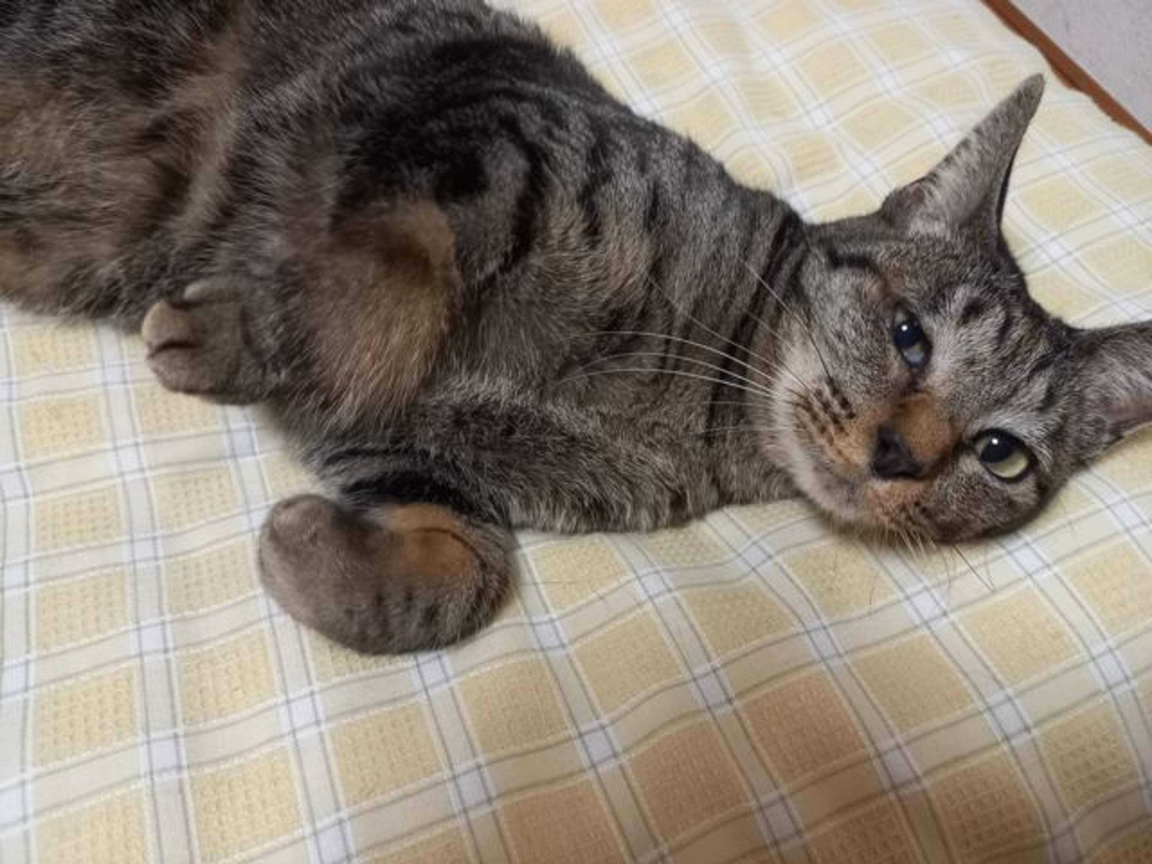 雑種（ミックス猫）・メスの里親募集の写真