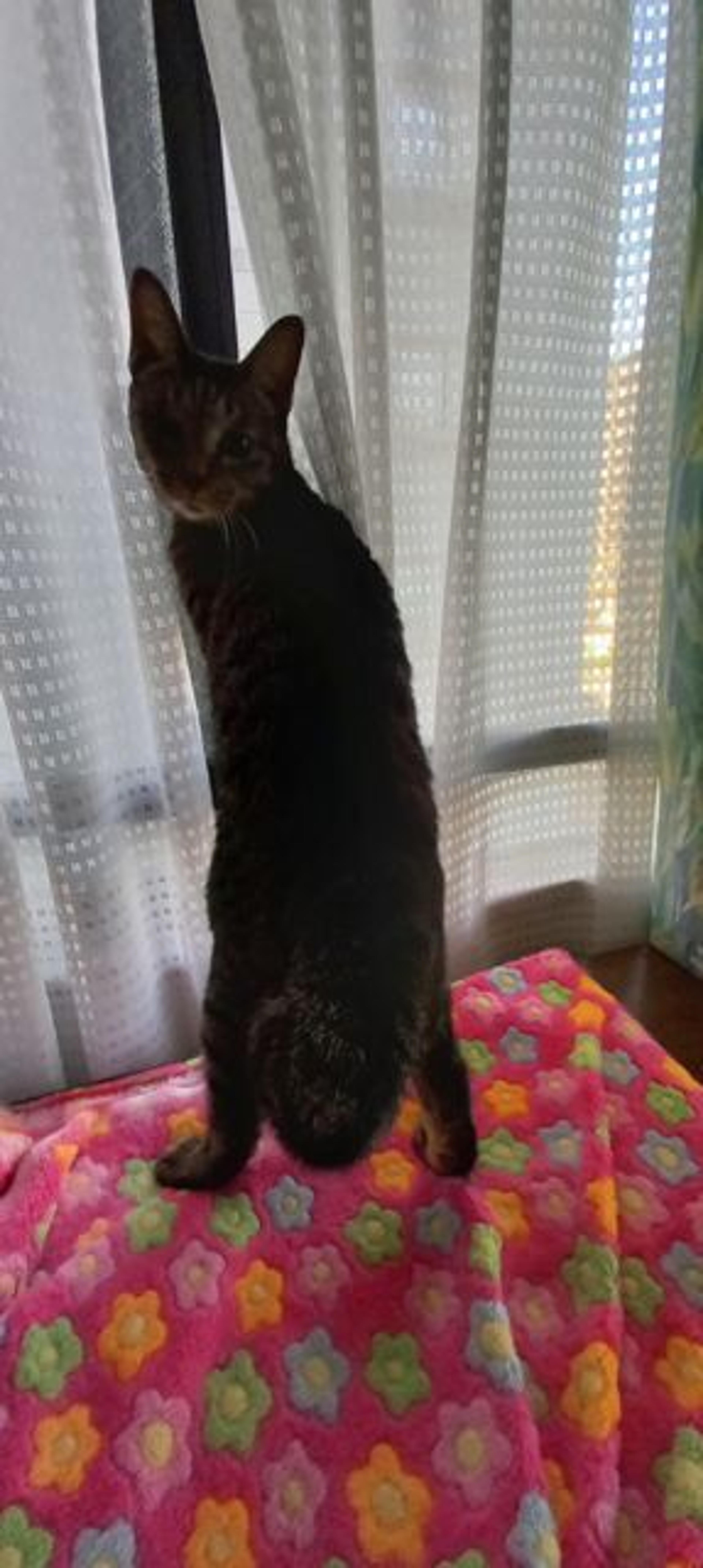 pet-image-4