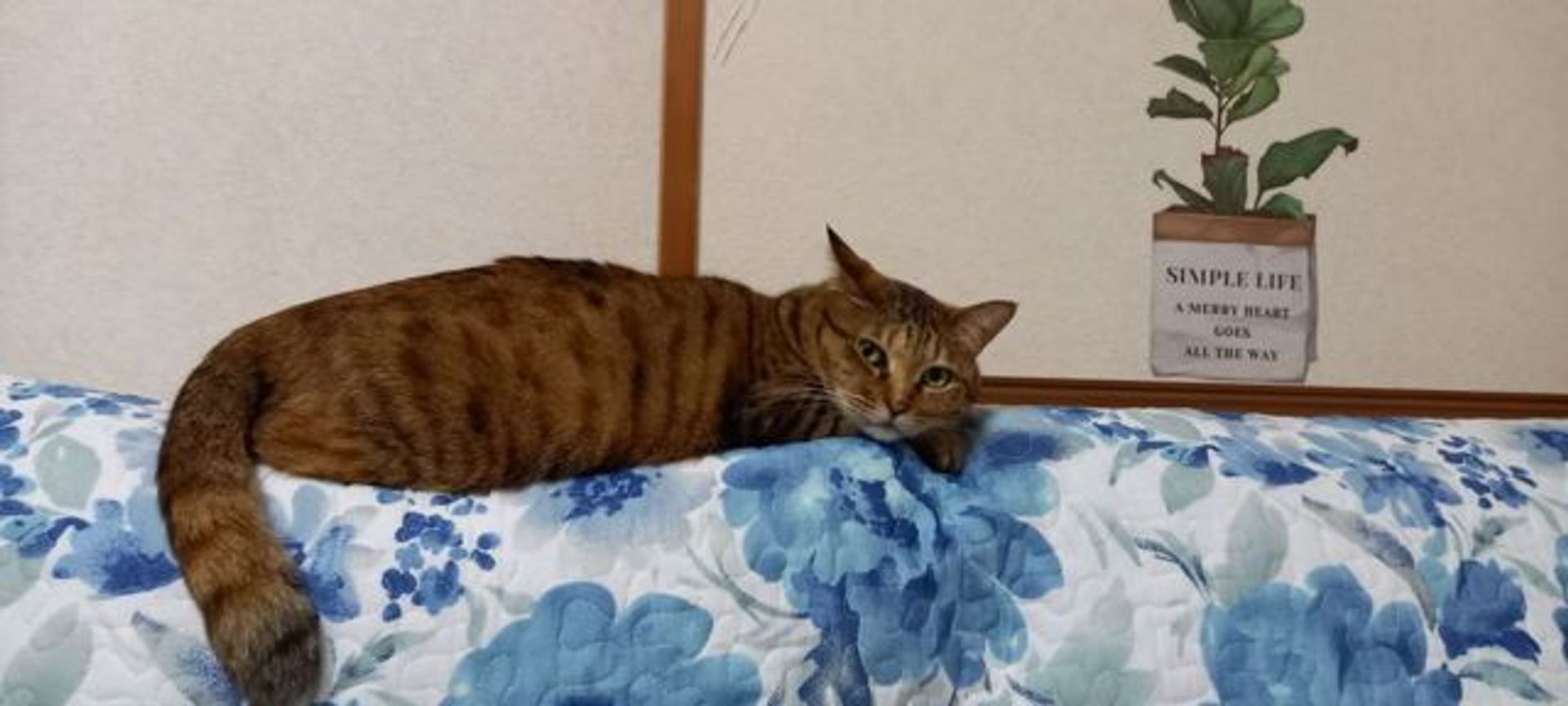 雑種（ミックス猫）・メスの里親募集の写真