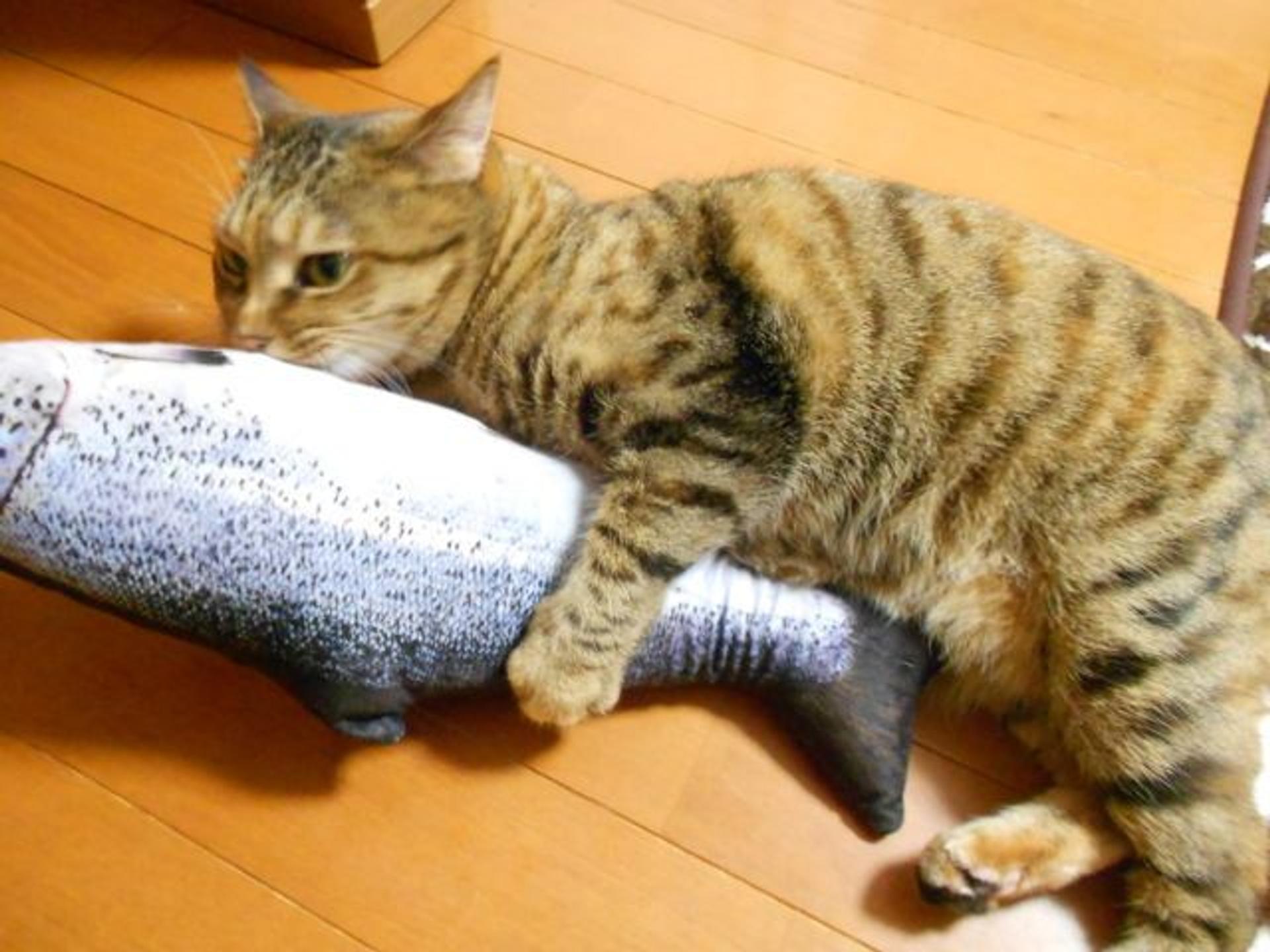 pet-image-2