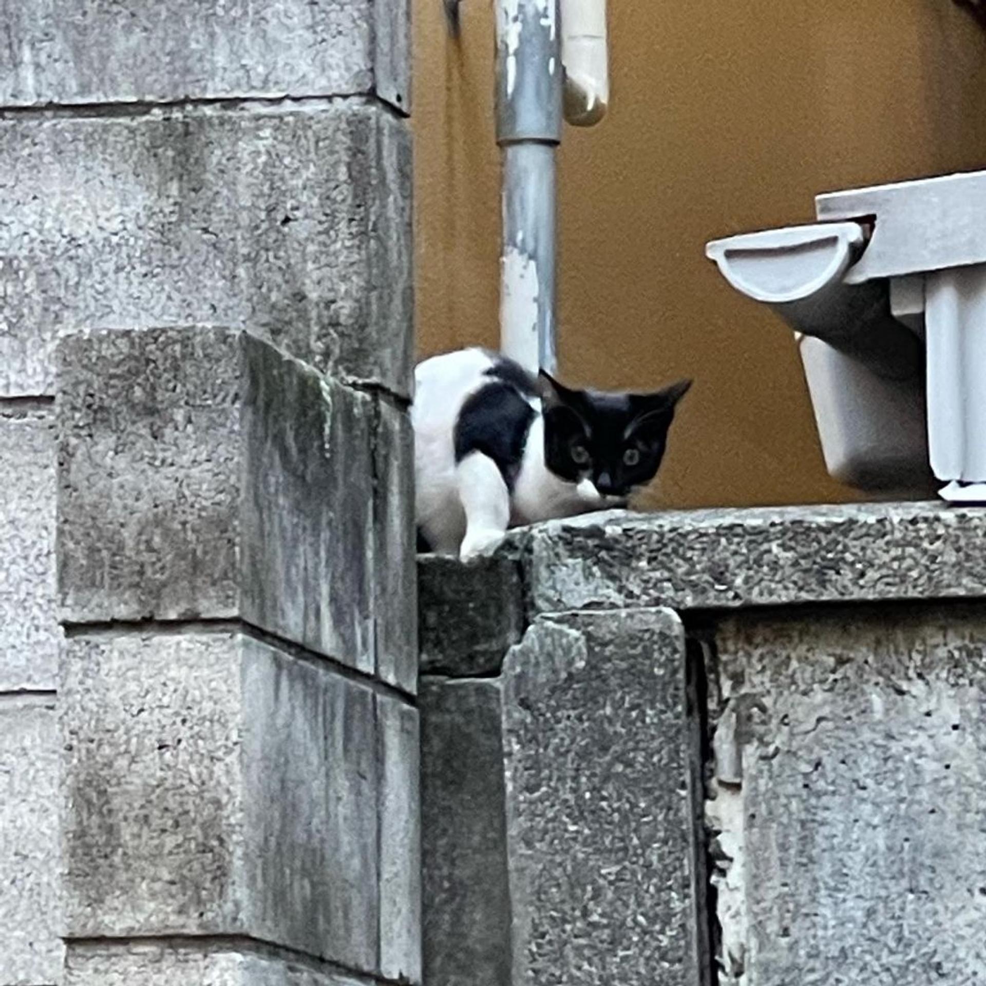 pet-image-6