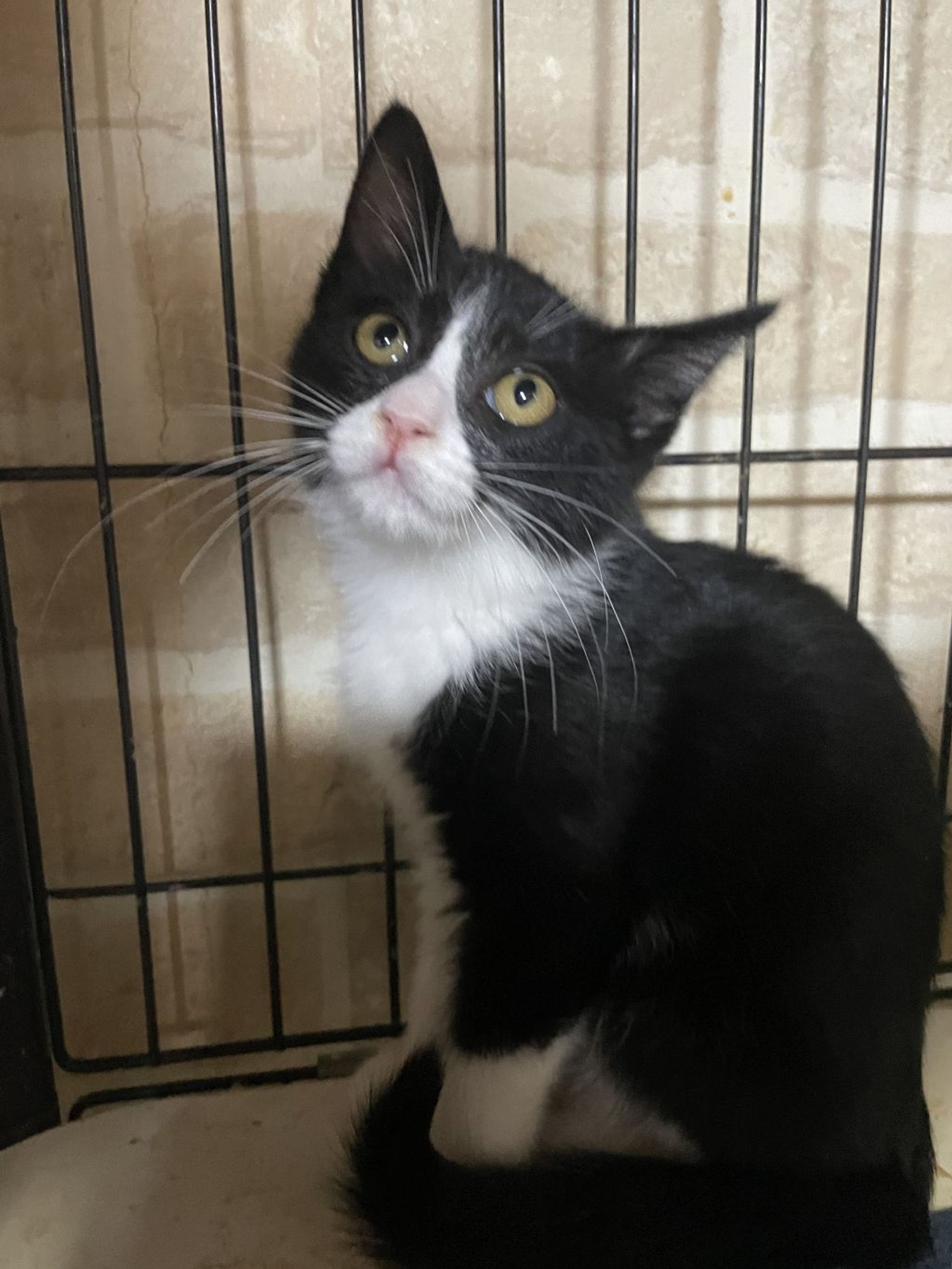 雑種（ミックス猫）・メスの里親募集の写真