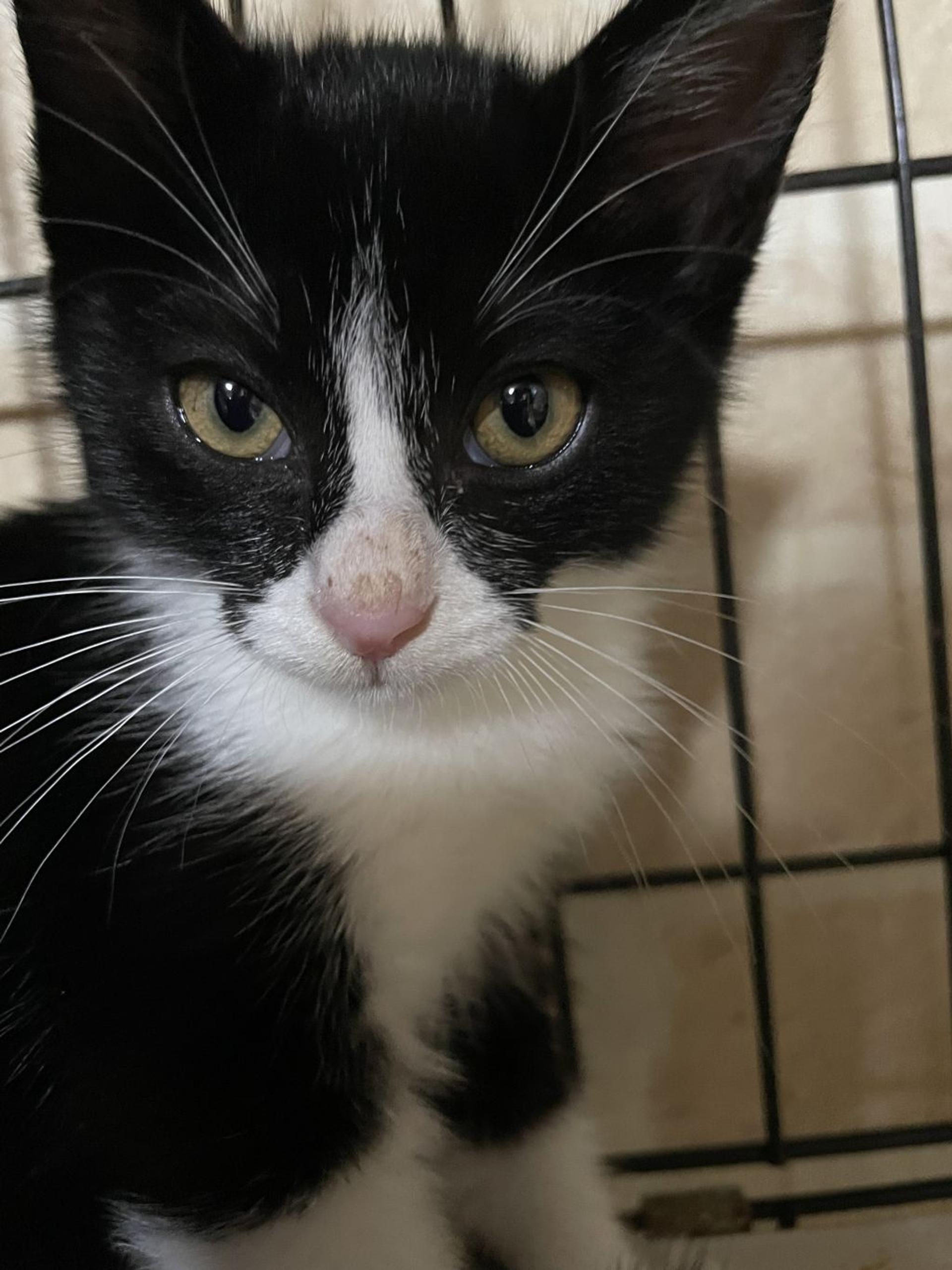 pet-image-5