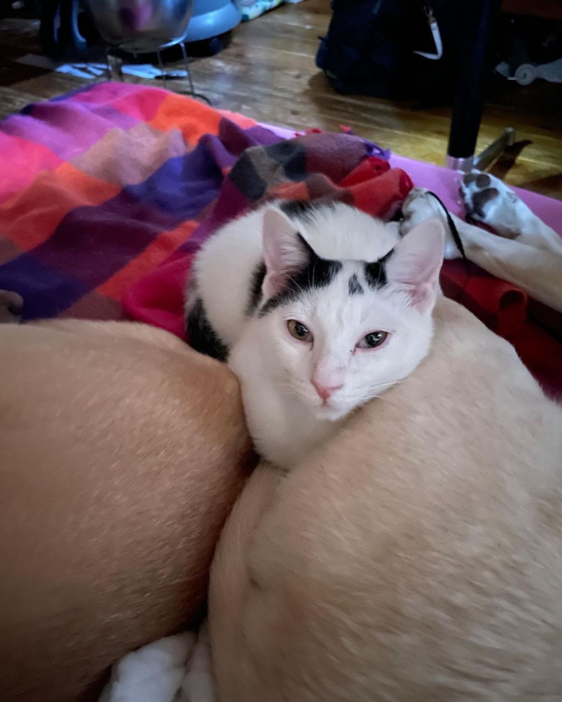 雑種（ミックス猫）・オスの里親募集の写真