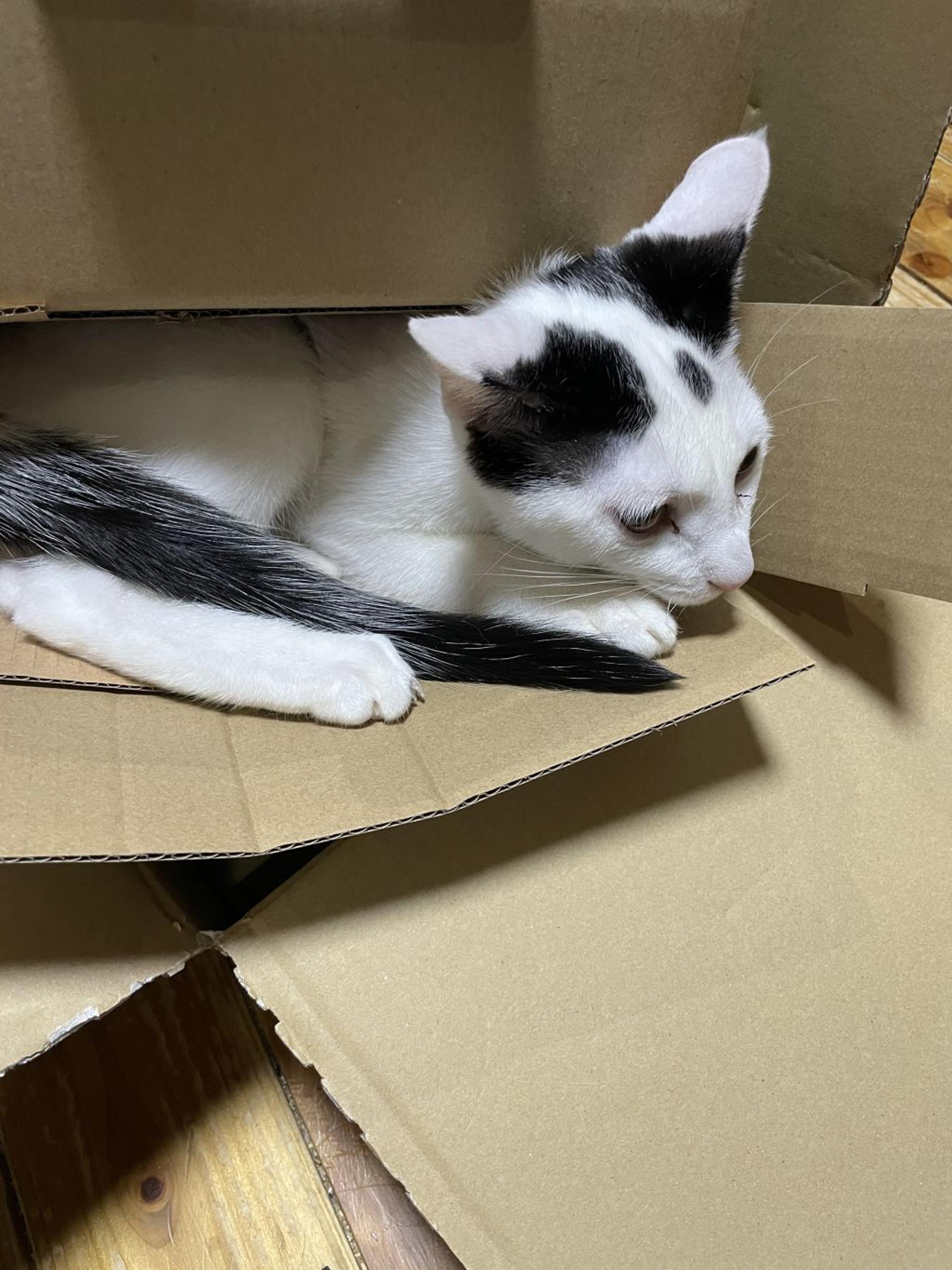 pet-image-2