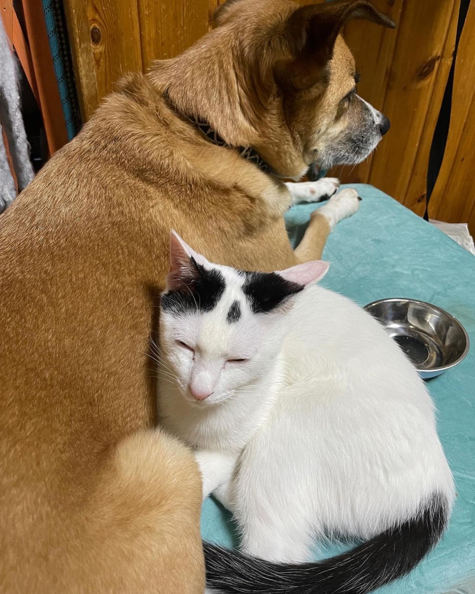 pet-image-4