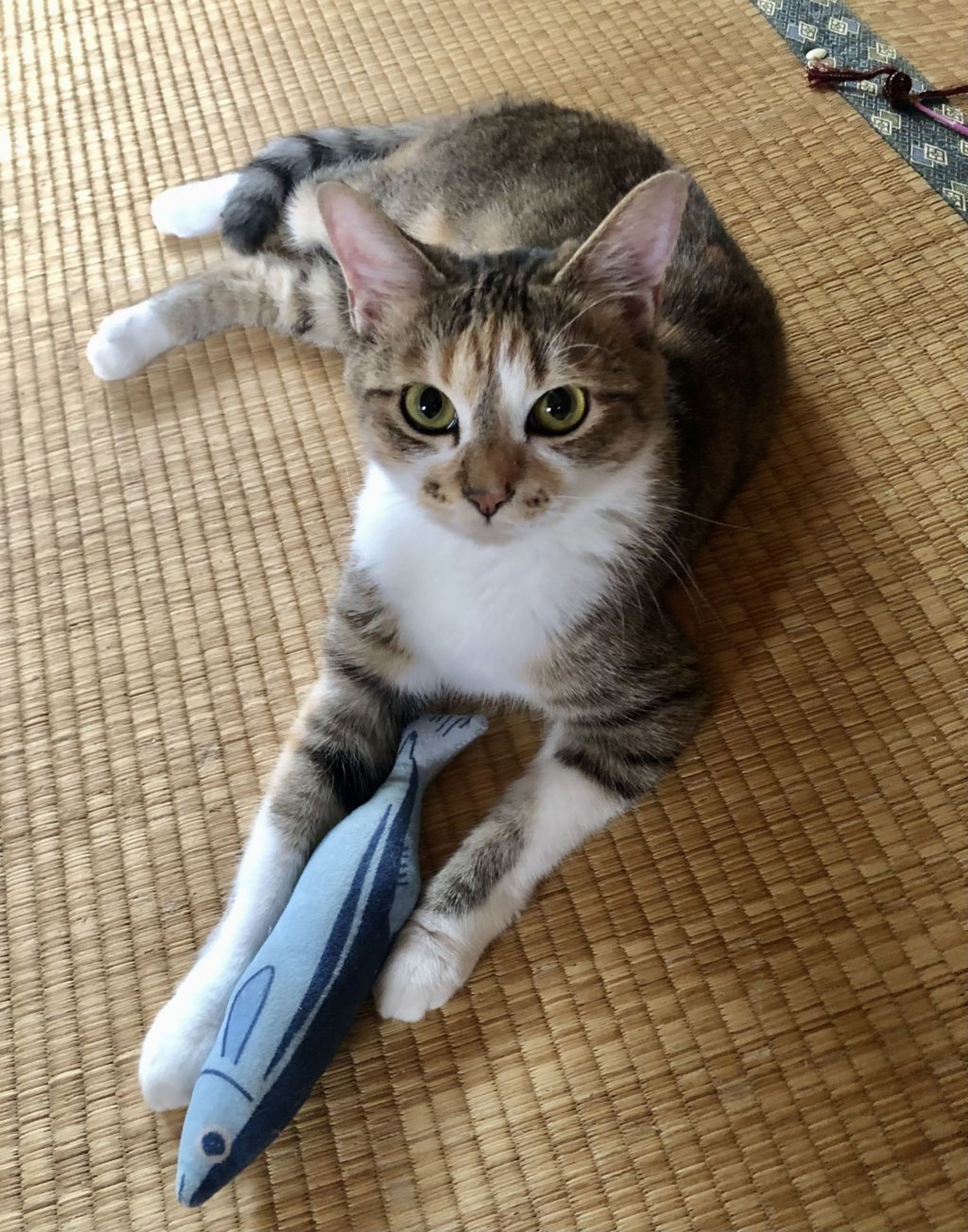 雑種（ミックス猫）・メスの里親募集の写真