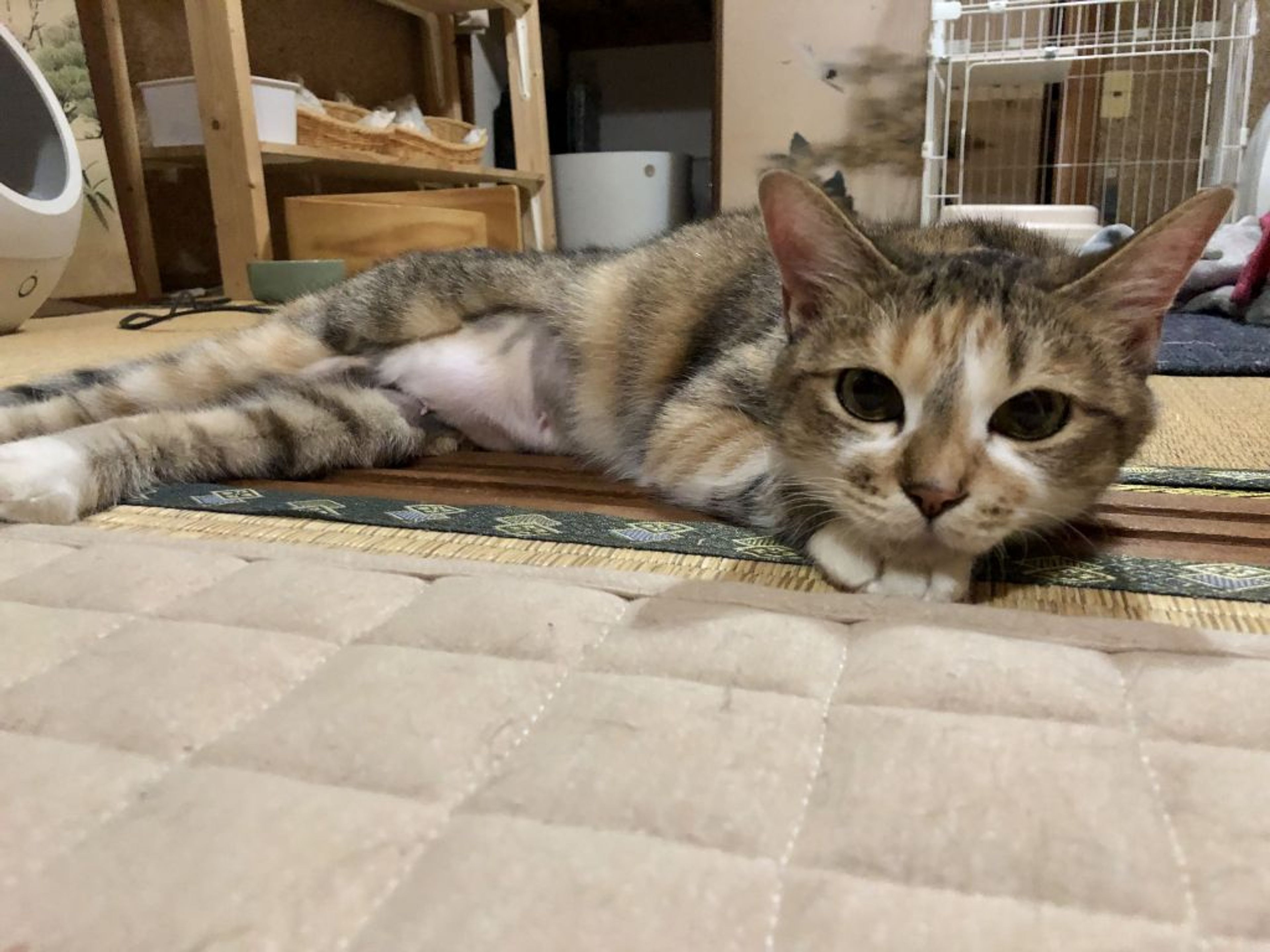 pet-image-2