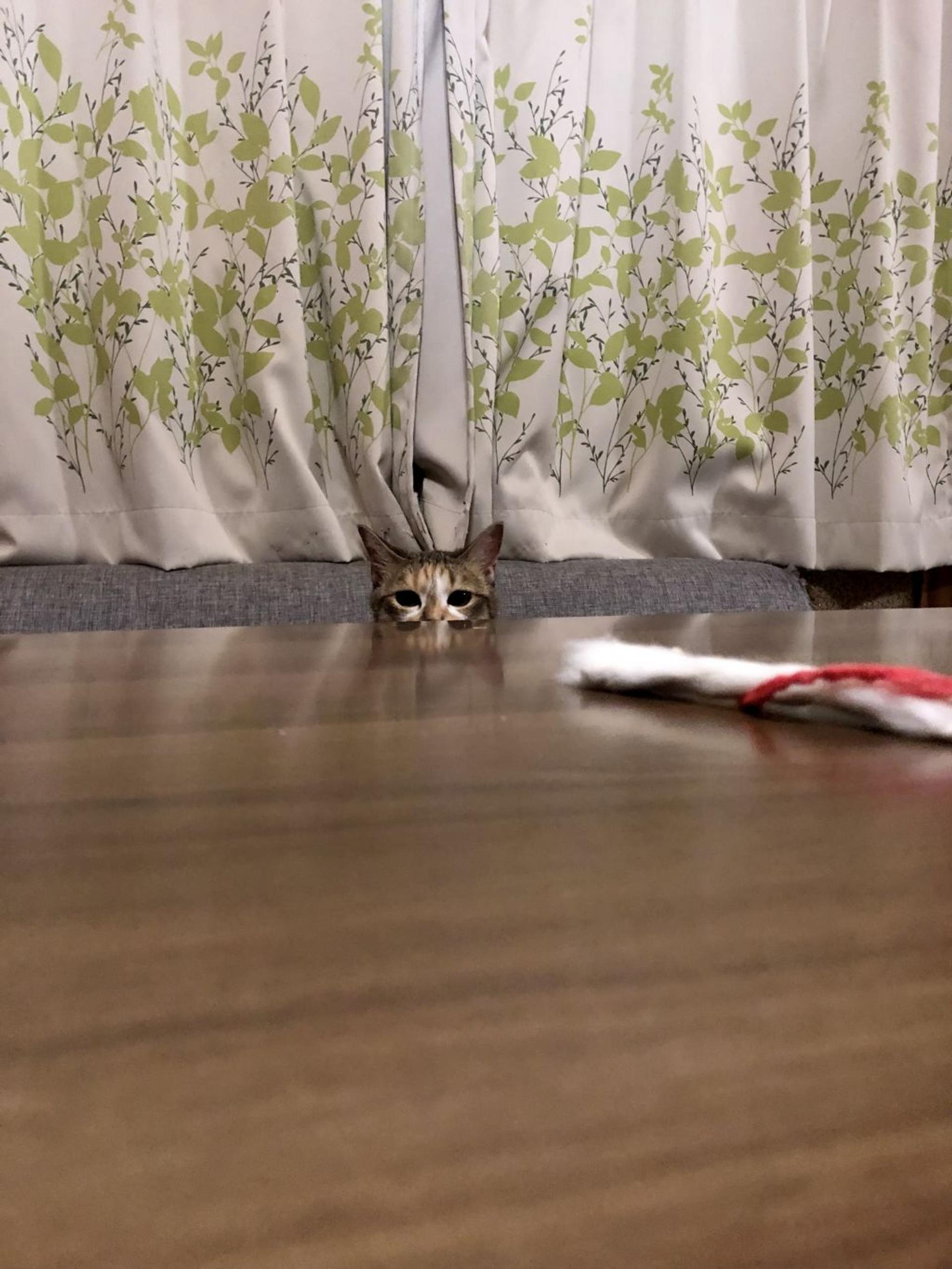 pet-image-3