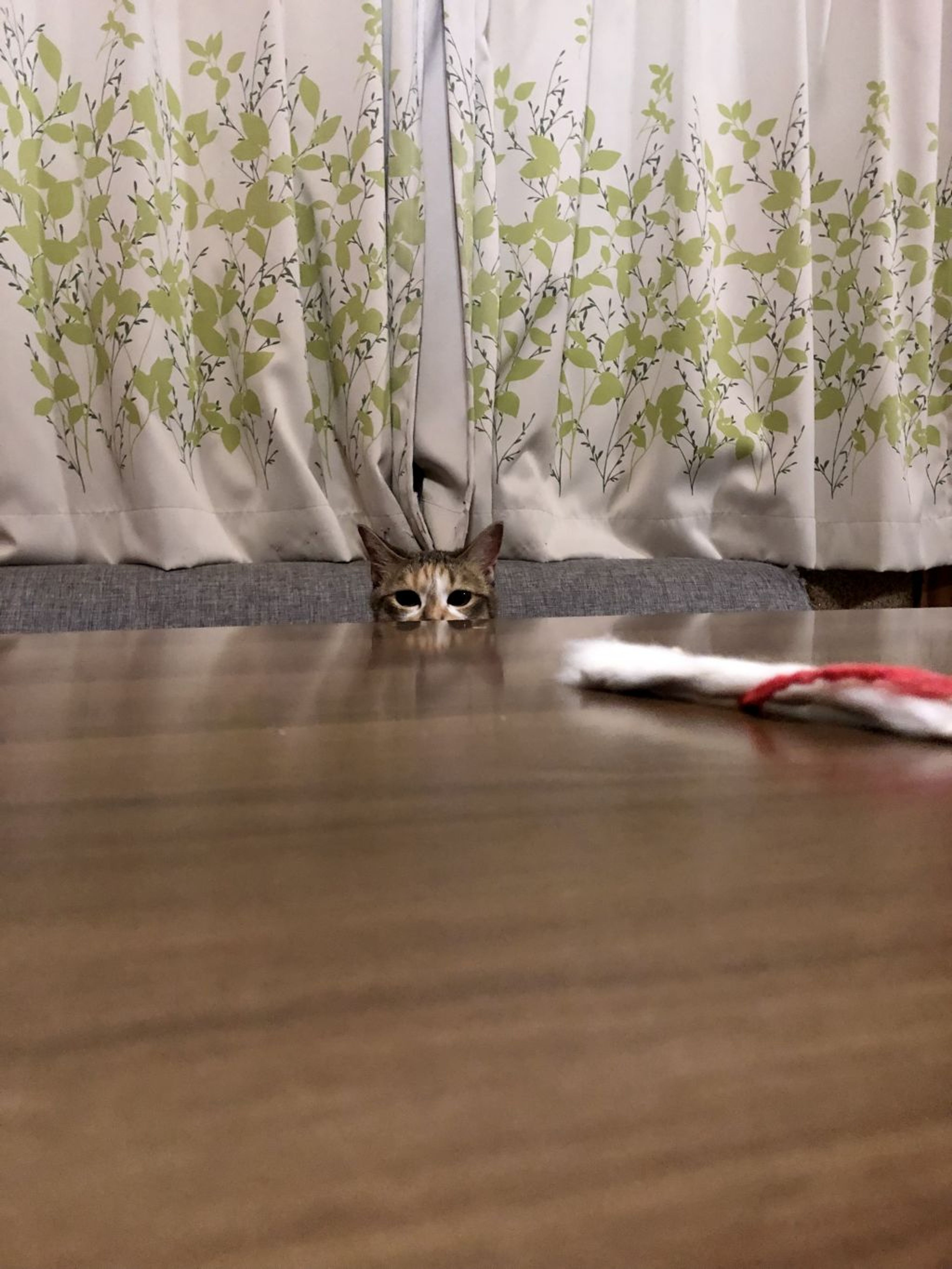 pet-image-3