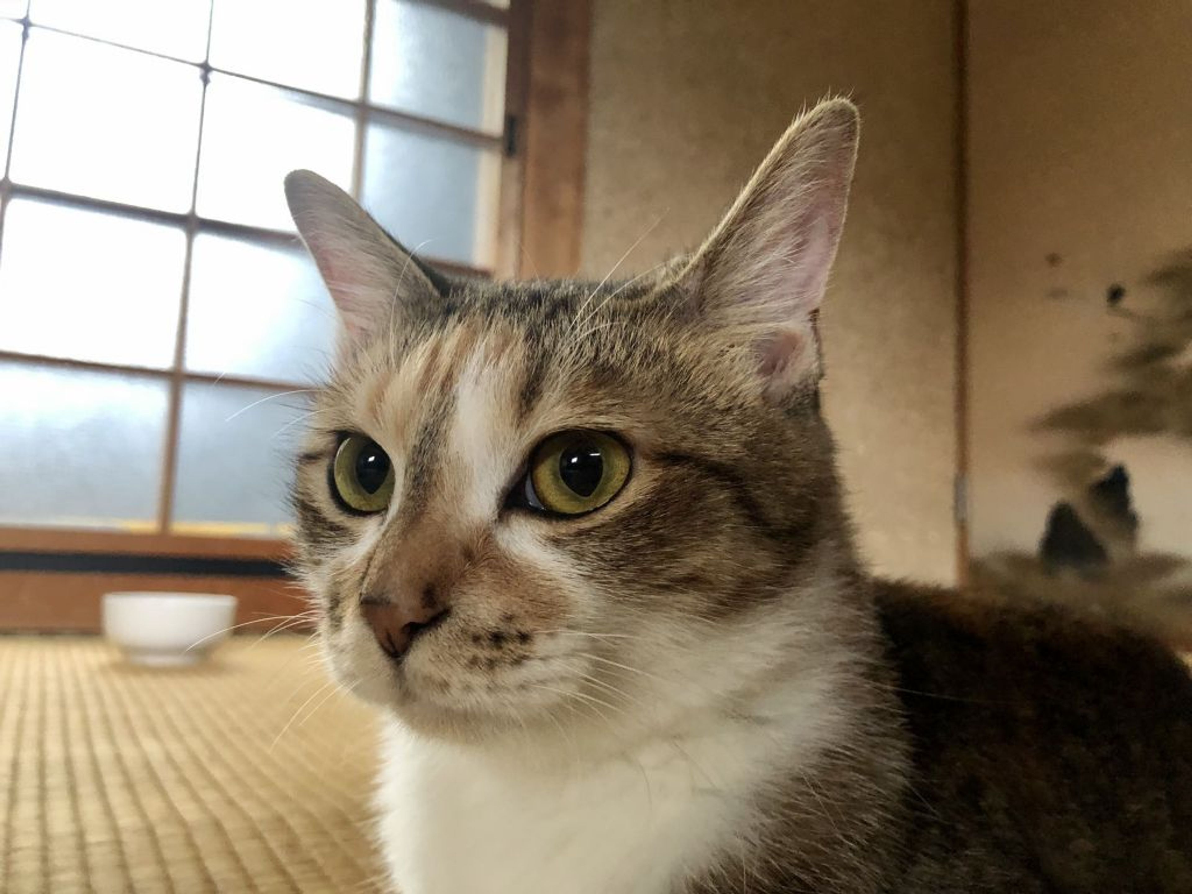 pet-image-4