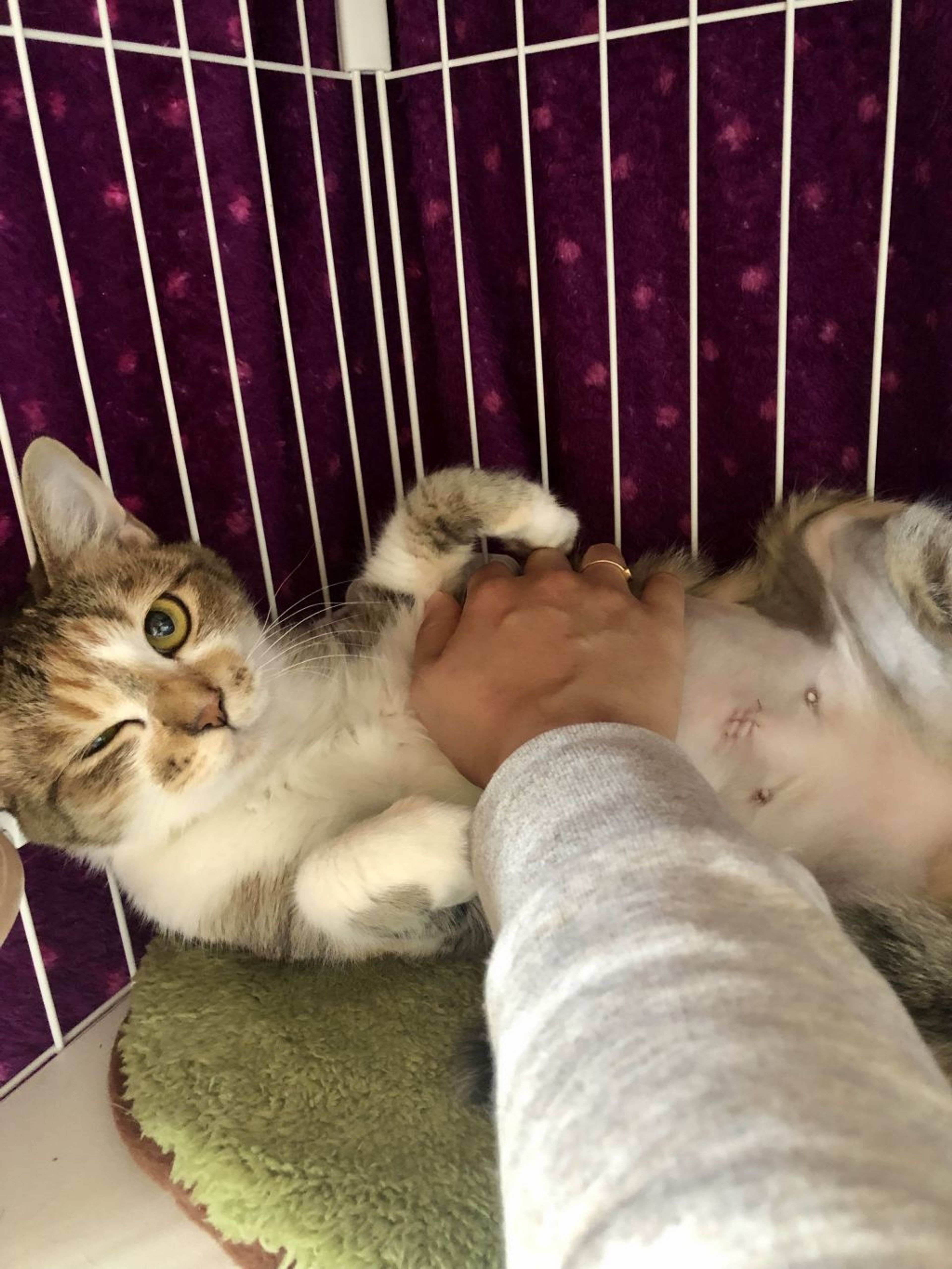 pet-image-5