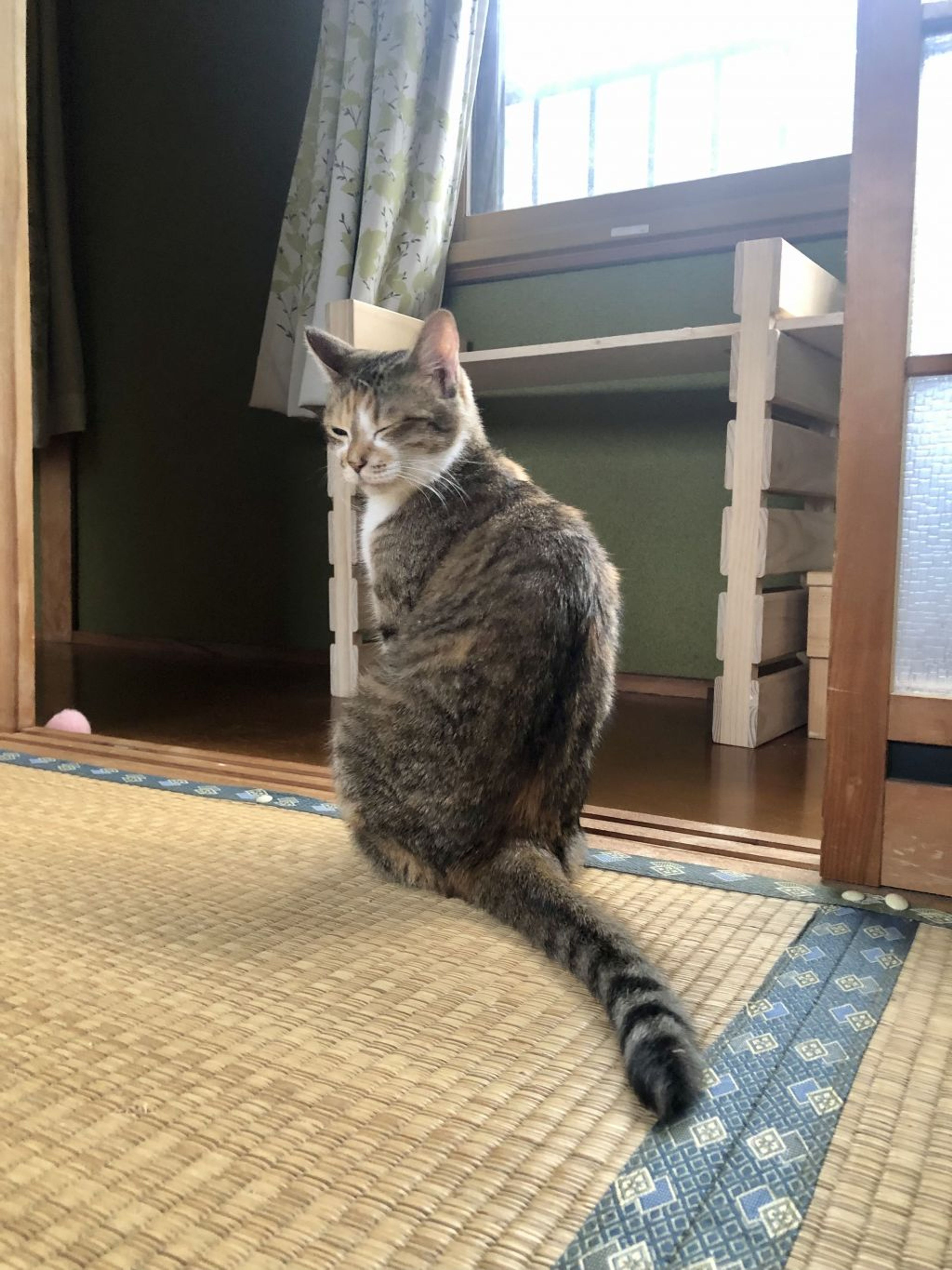 pet-image-6