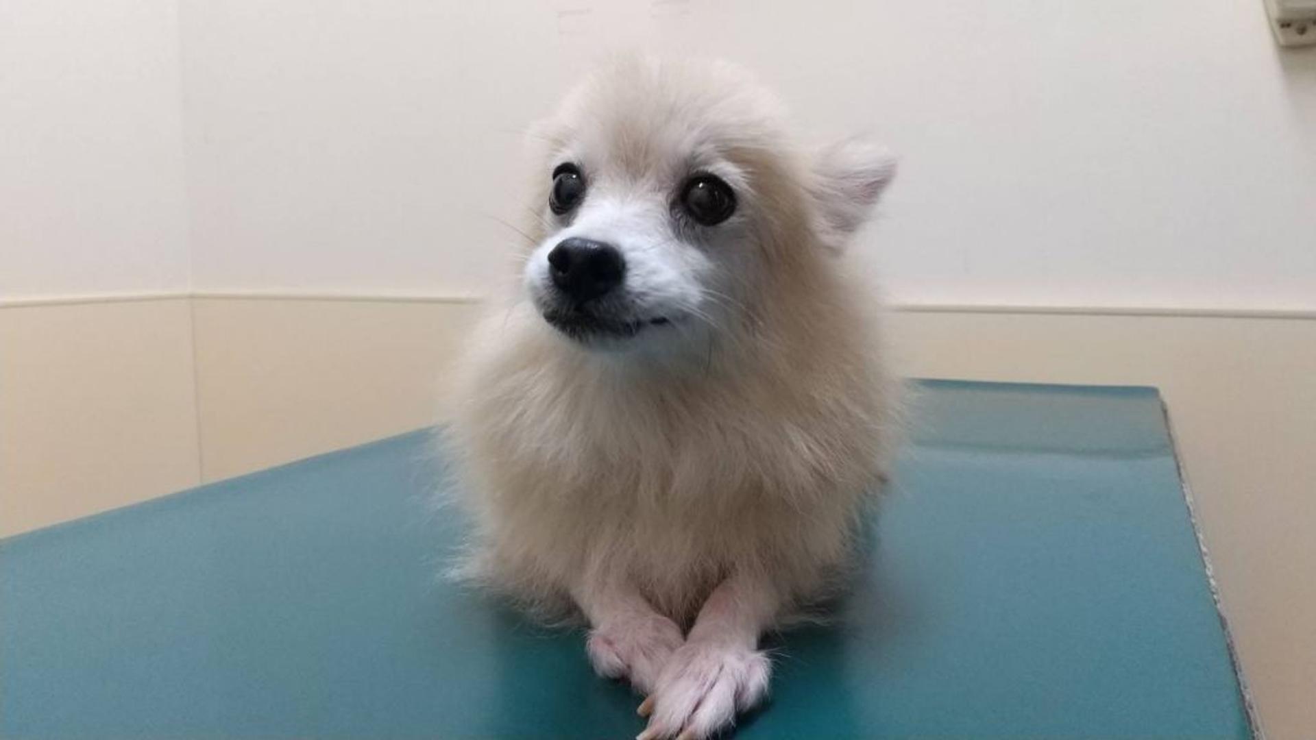 pet-image-2