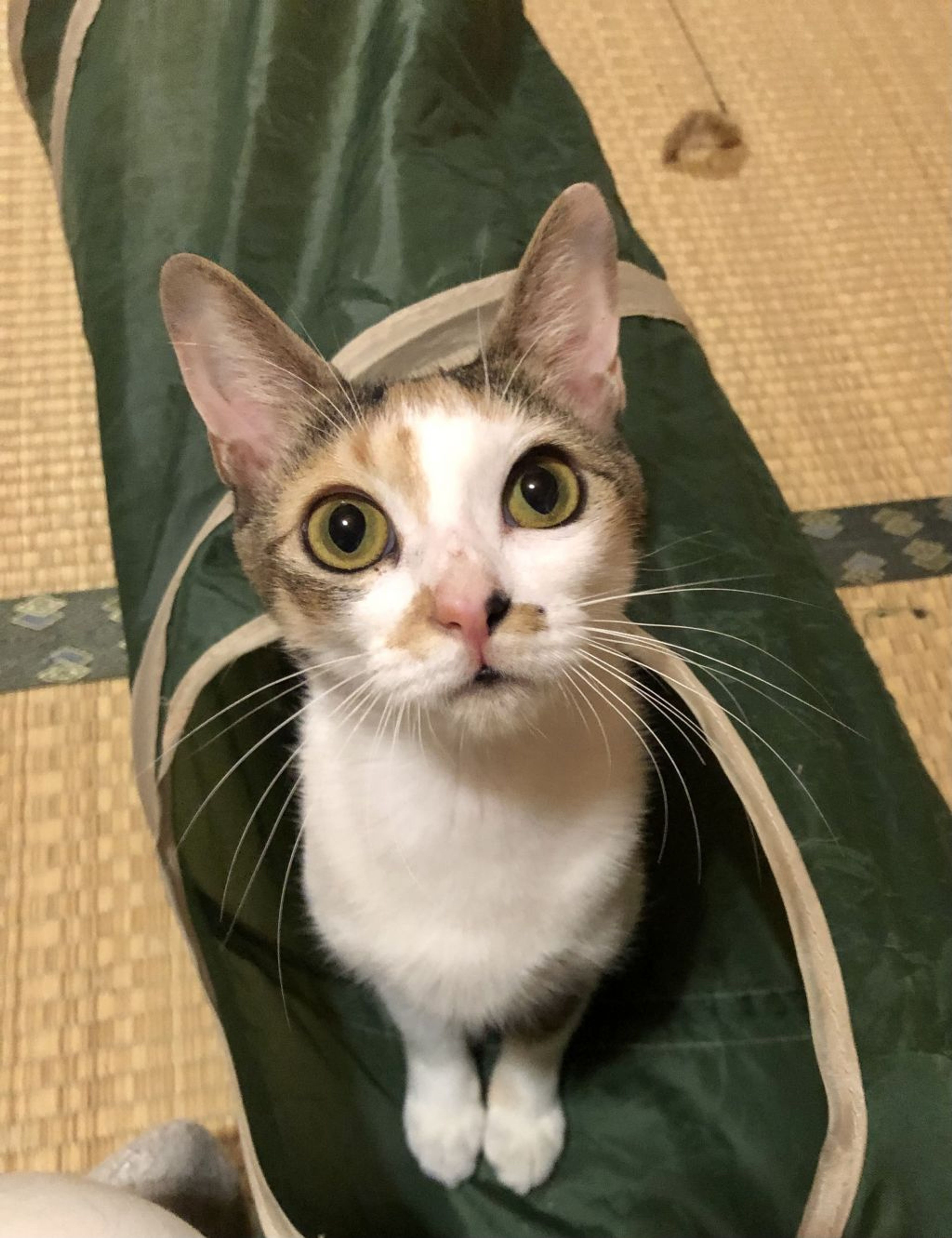 雑種（ミックス猫）・メスの里親募集の写真
