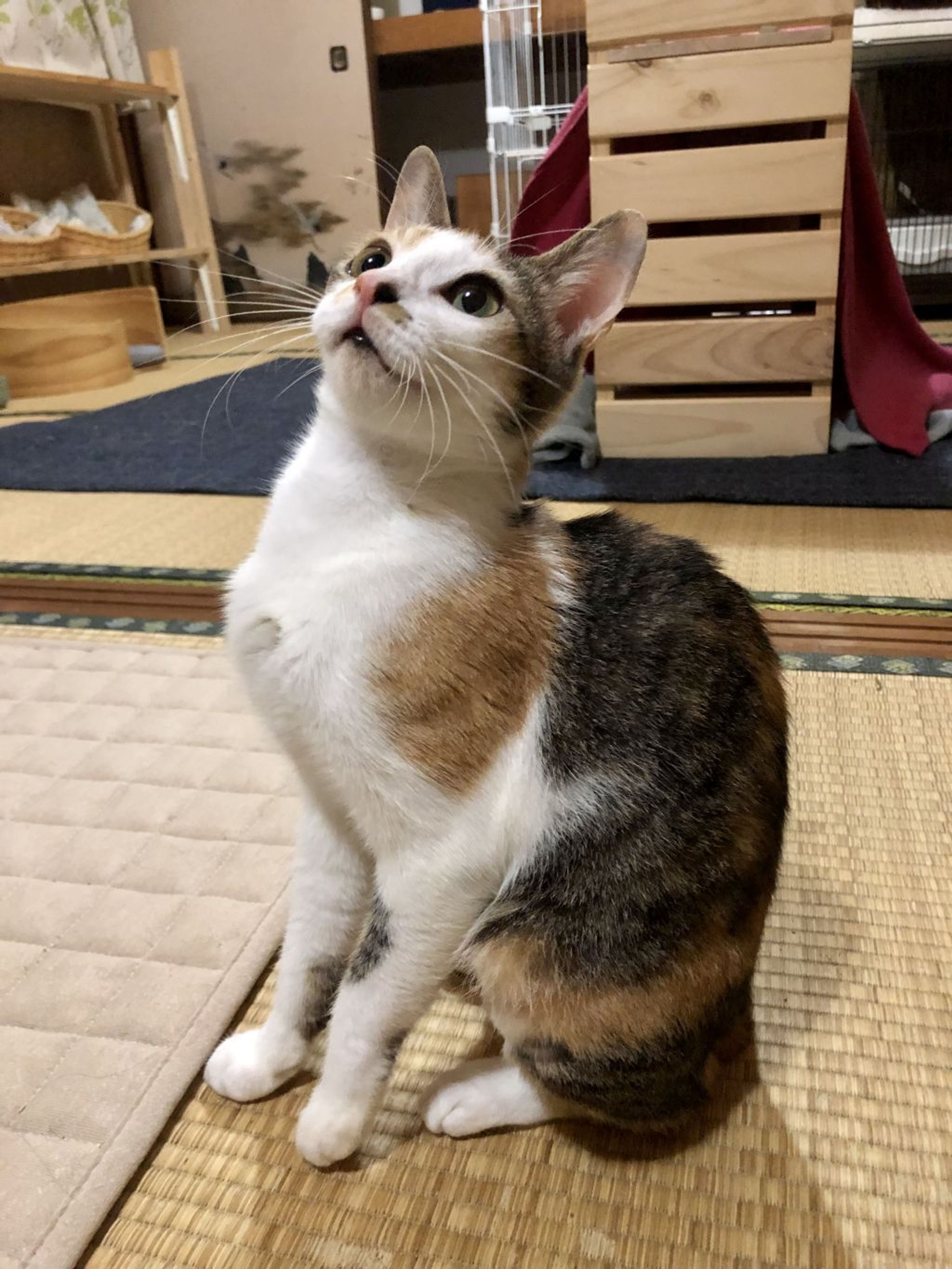 pet-image-2