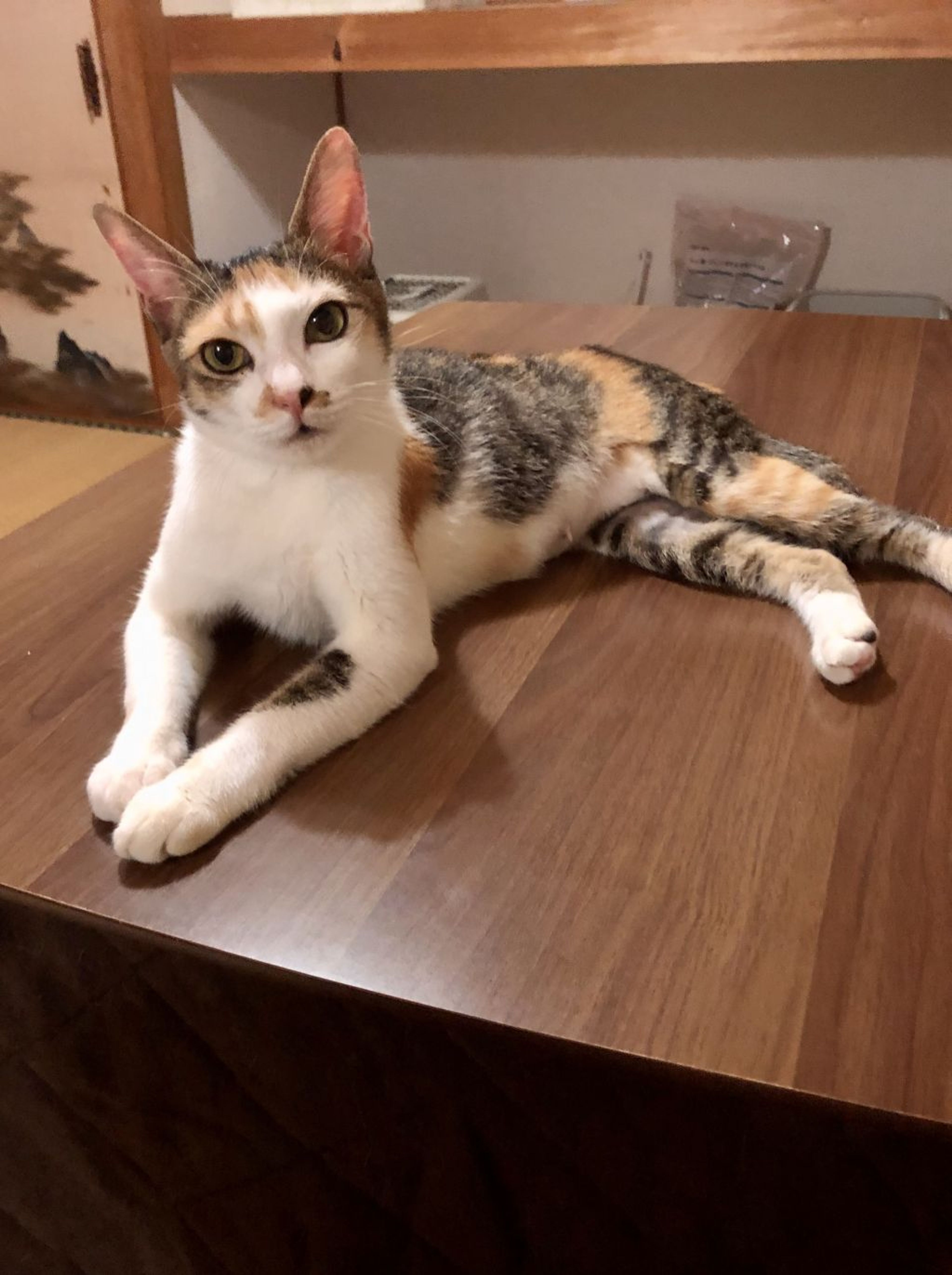 pet-image-3