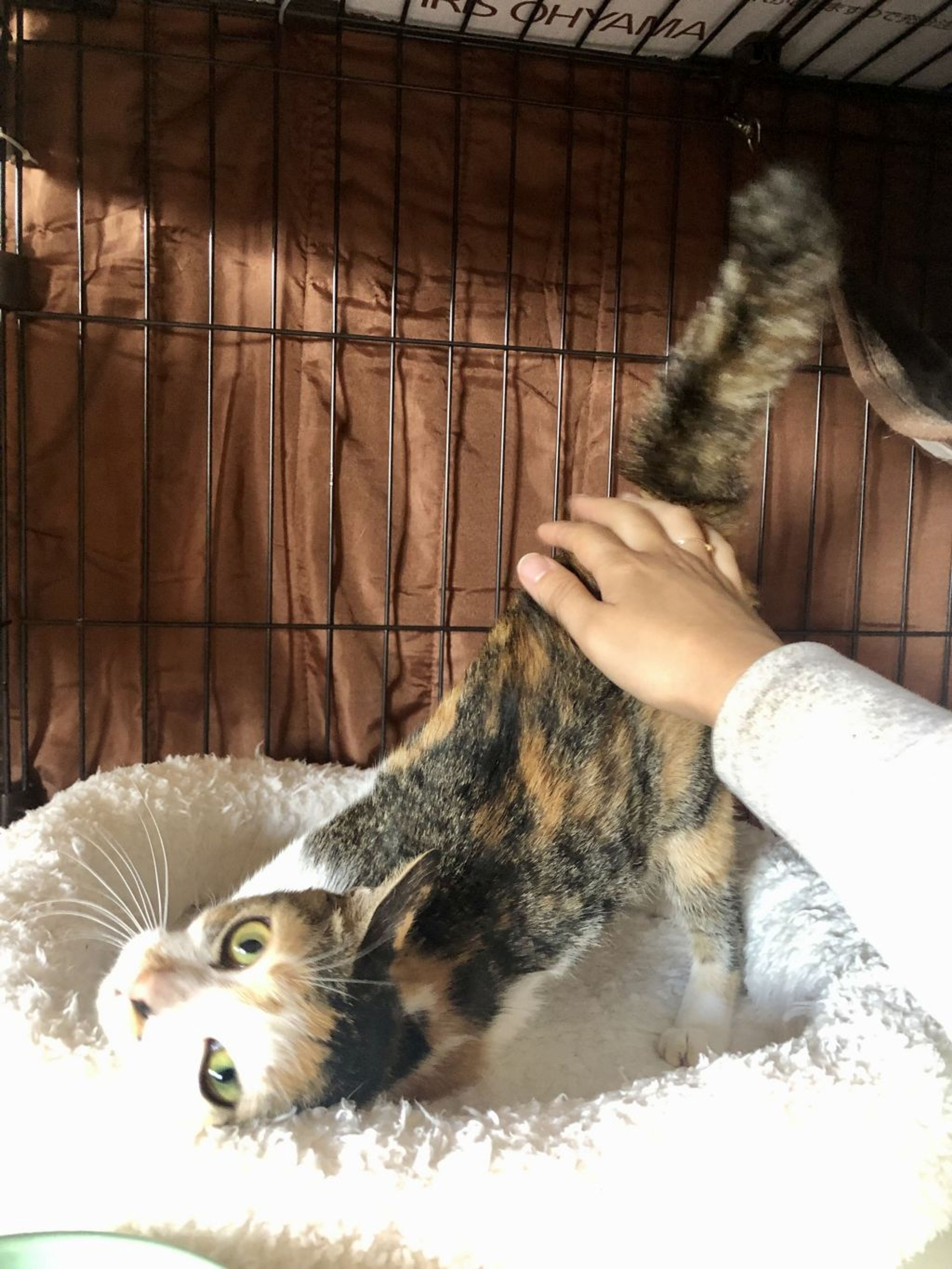 pet-image-4
