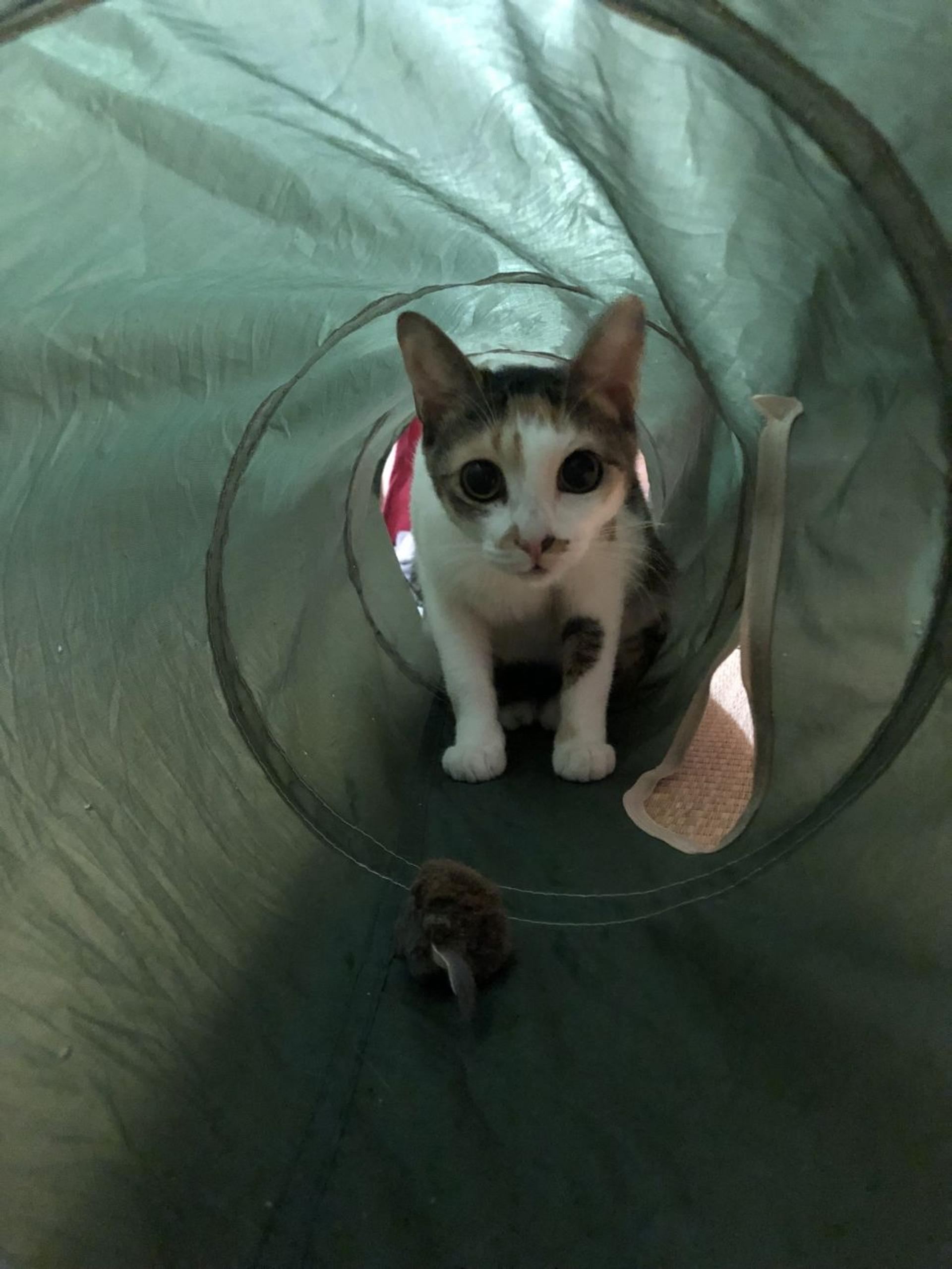 pet-image-5