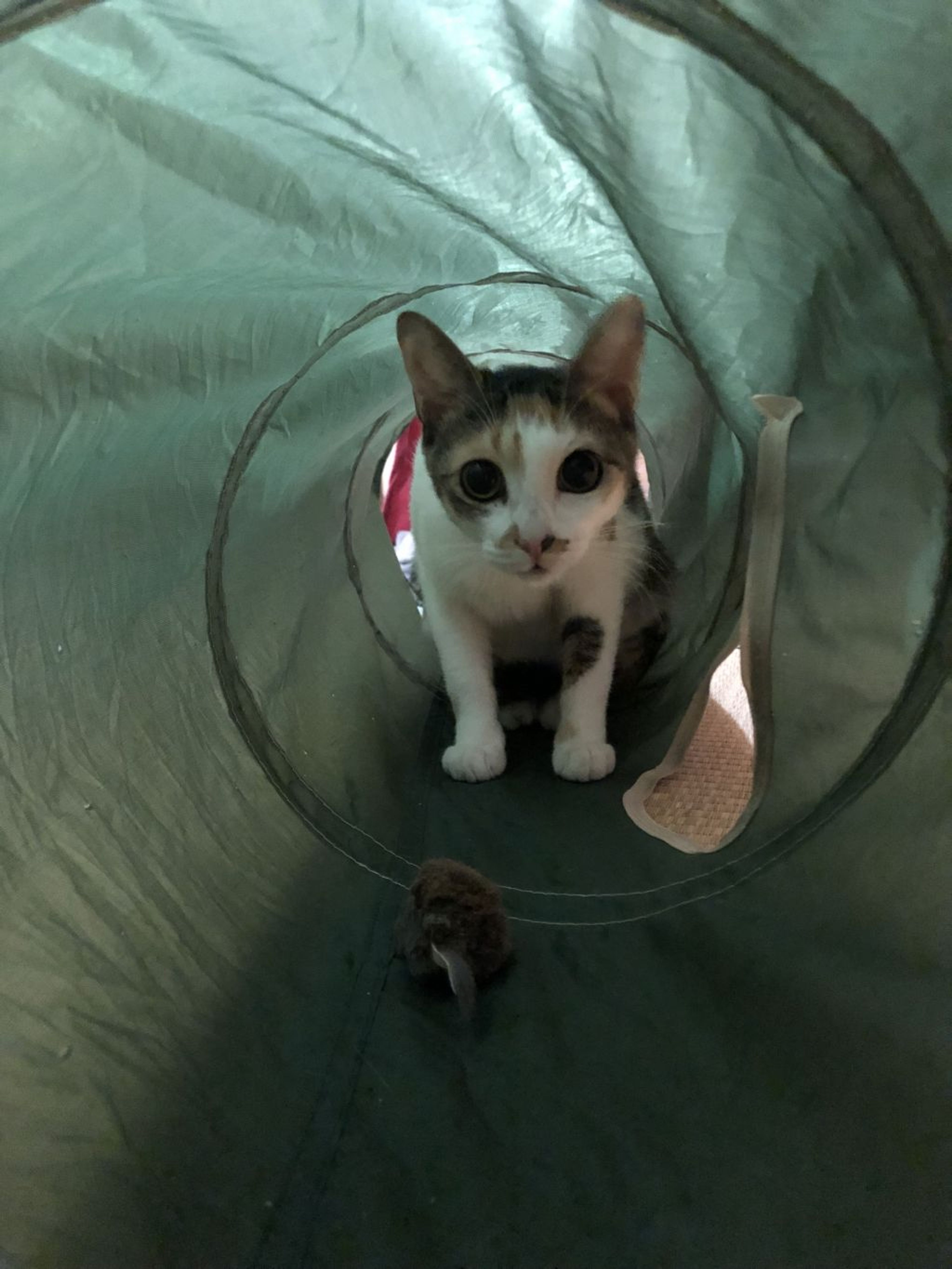pet-image-5